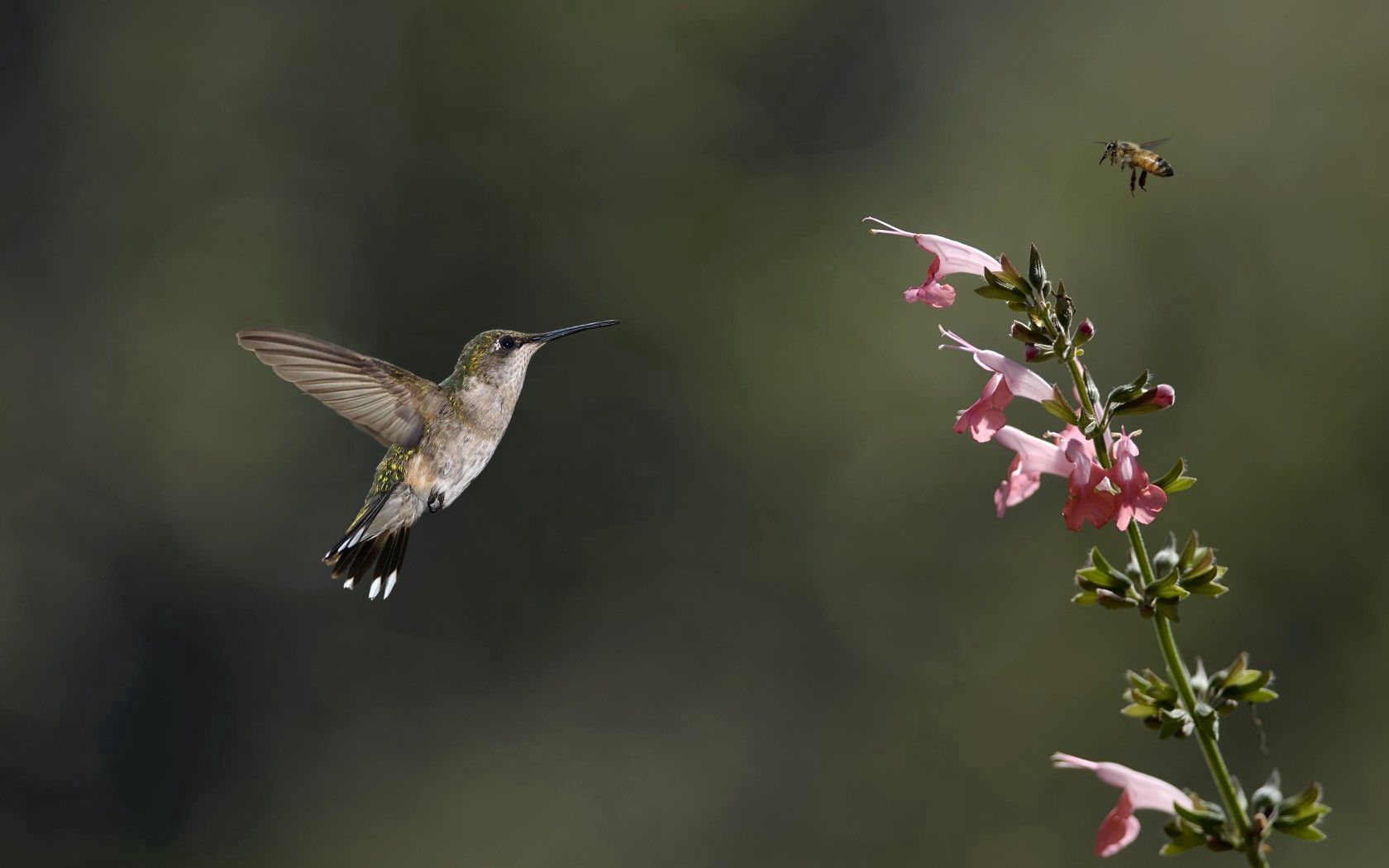 Download mobile wallpaper Bird, Greens, Animals, Insect, Bee, Flower, Pink, Humming Birds for free.