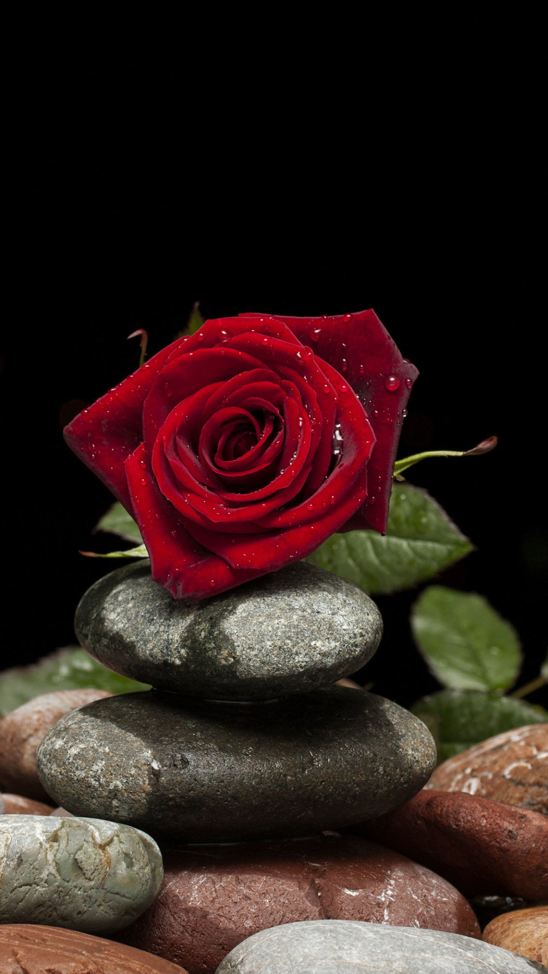 Download mobile wallpaper Flowers, Flower, Rose, Earth, Stone, Red Flower for free.