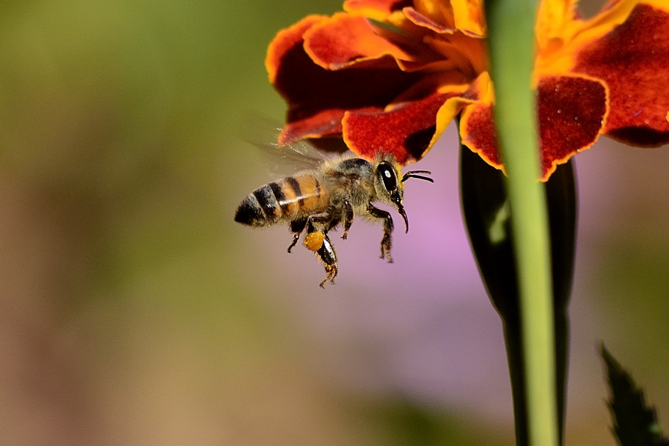 82732 baixar imagens macro, abelha, asas, polinização, mel de abelha - papéis de parede e protetores de tela gratuitamente