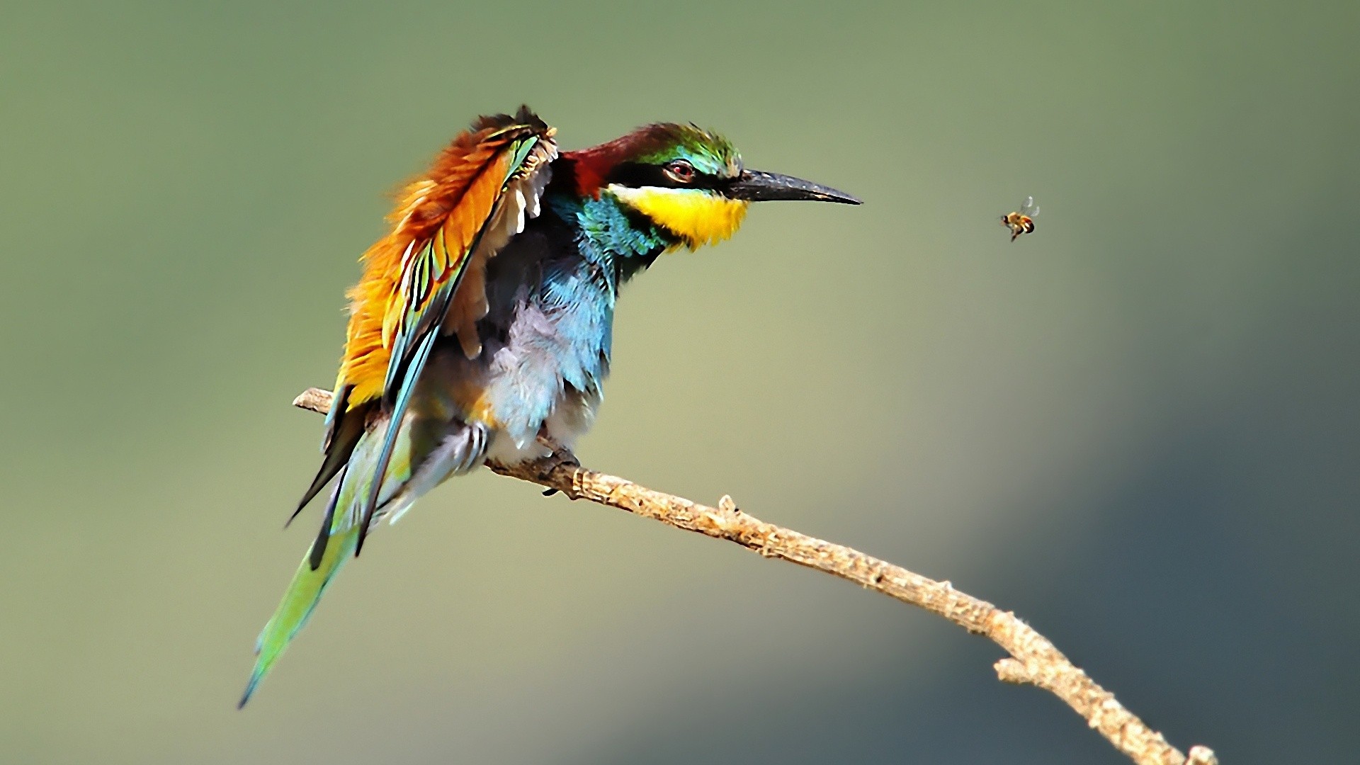 247720 Bild herunterladen tiere, vogel, biene, feder, insekt, vögel - Hintergrundbilder und Bildschirmschoner kostenlos