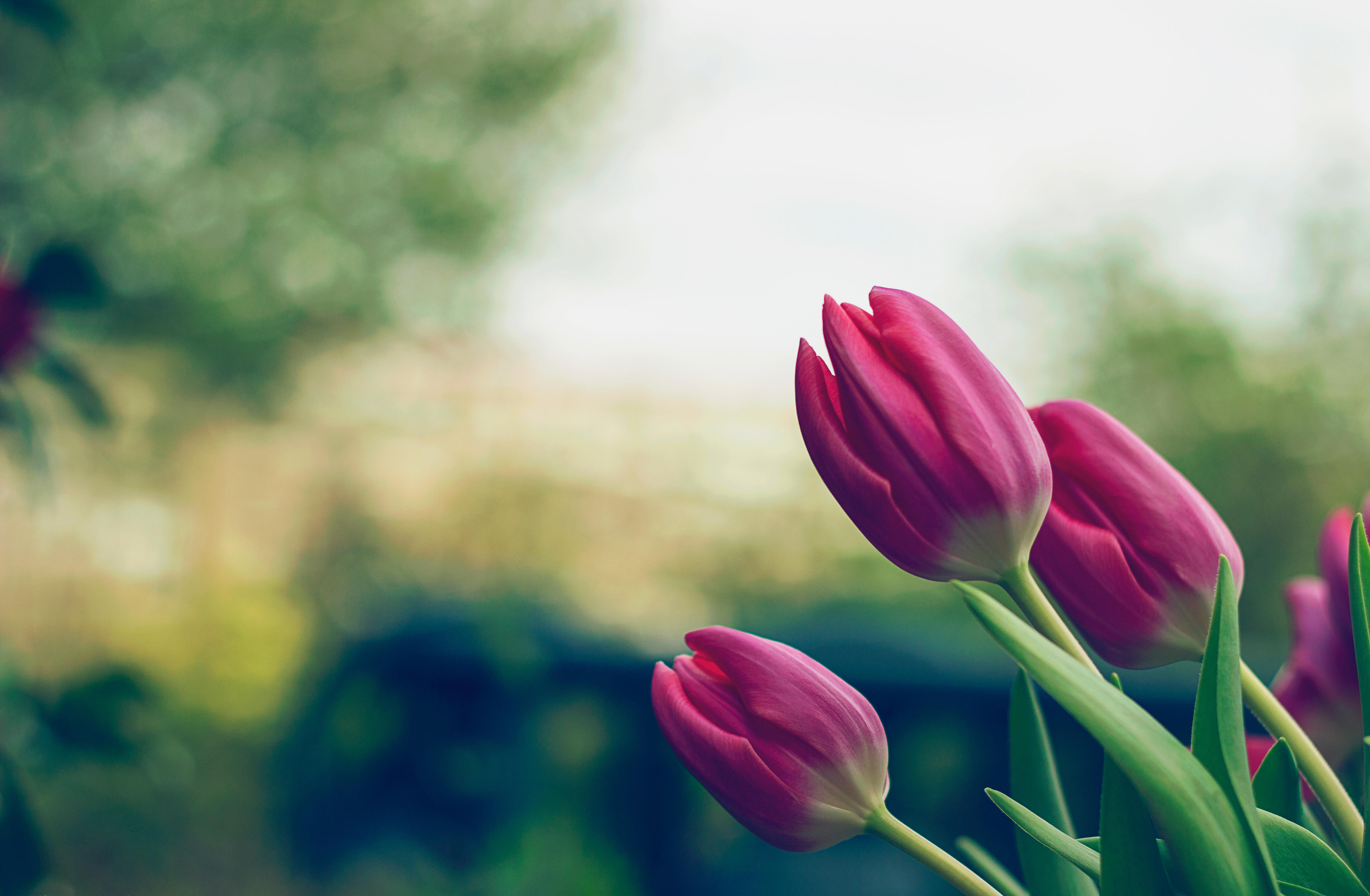 Завантажити шпалери безкоштовно Квіти, Рожевий, Тюльпани картинка на робочий стіл ПК