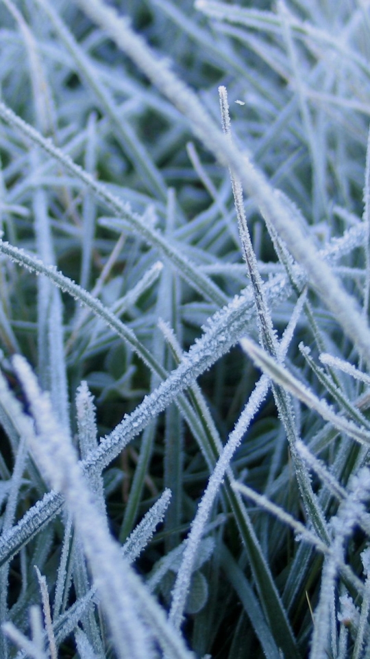 1284030 descargar fondo de pantalla tierra/naturaleza, hierba, congelado, frozen: el reino del hielo: protectores de pantalla e imágenes gratis