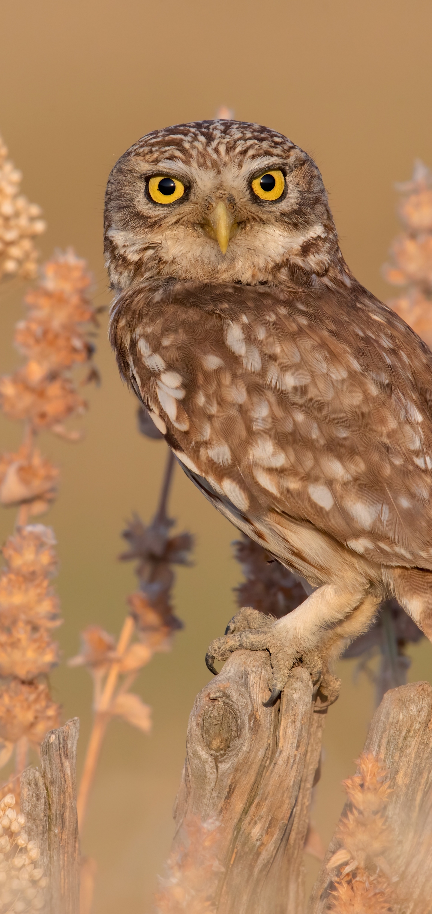 無料モバイル壁紙動物, 鳥, フクロウをダウンロードします。