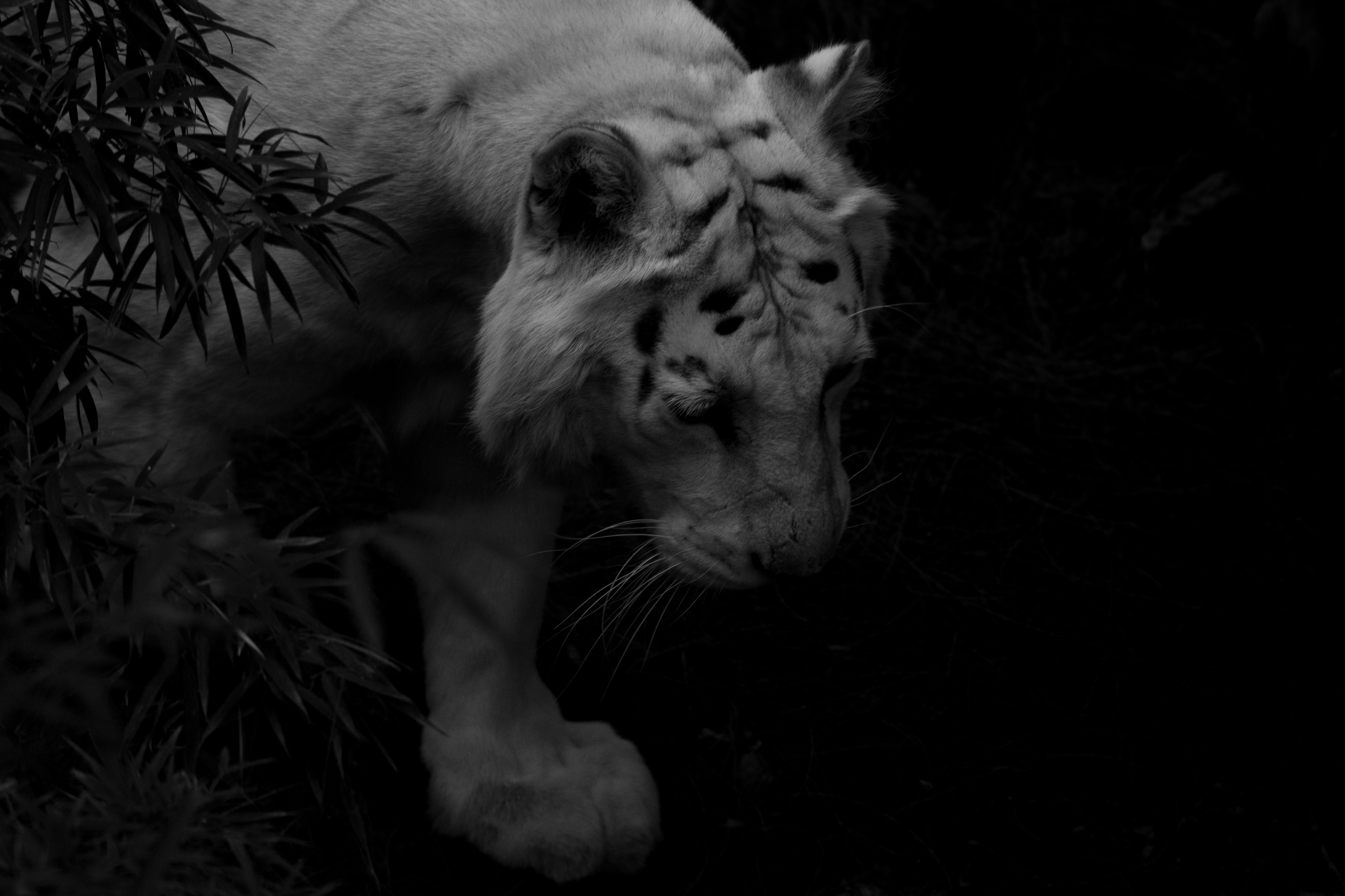 dark, shadows, animals, predator, tiger, white tiger HD wallpaper