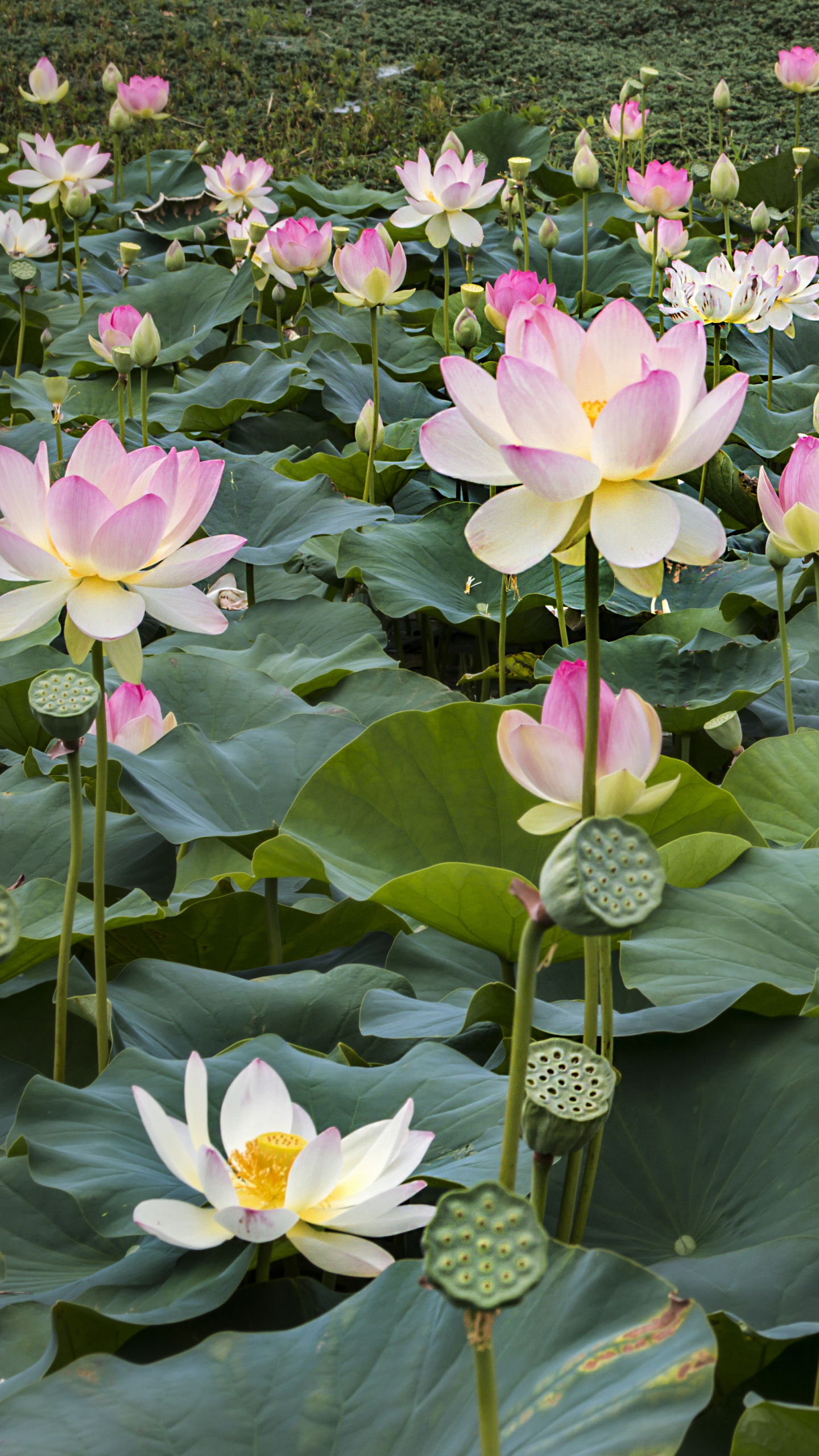 Laden Sie das Blumen, Lotus, Blume, Seerose, Erde/natur, Pinke Blume, Seerosenblatt-Bild kostenlos auf Ihren PC-Desktop herunter