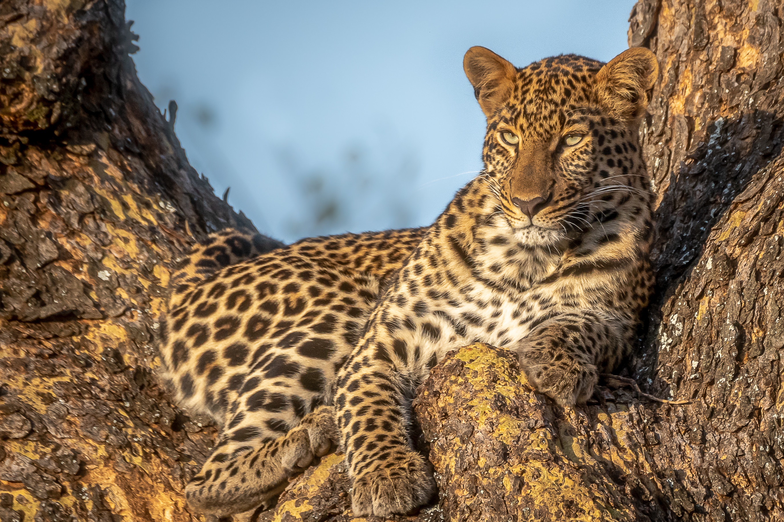 Download mobile wallpaper Leopard, Cats, Animal for free.