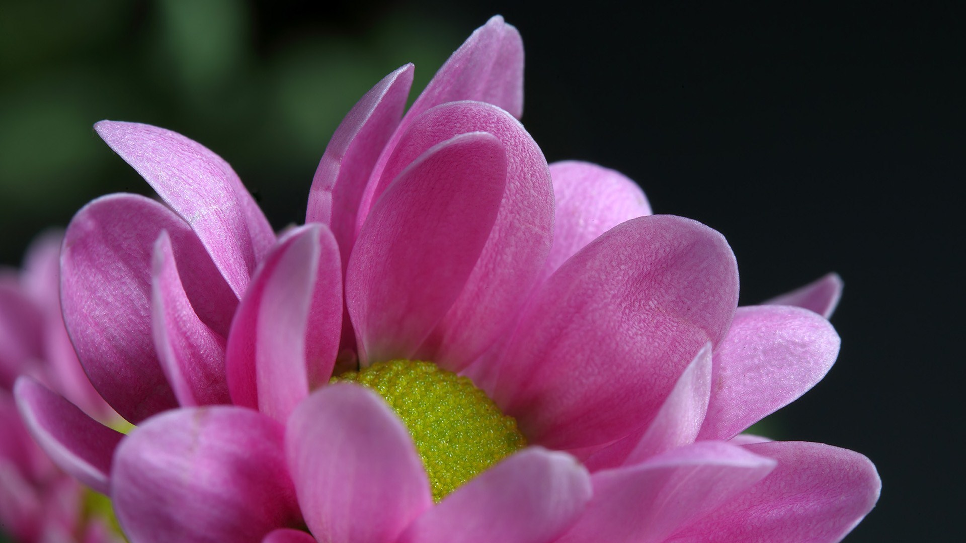 Téléchargez gratuitement l'image Fleurs, Fleur, Terre/nature sur le bureau de votre PC