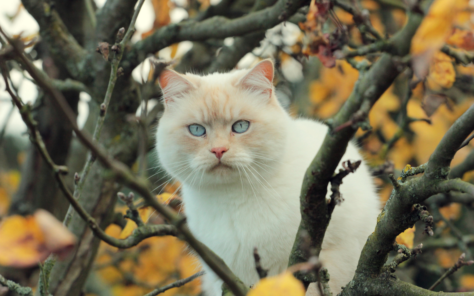 Baixar papel de parede para celular de Animais, Gatos, Gato gratuito.