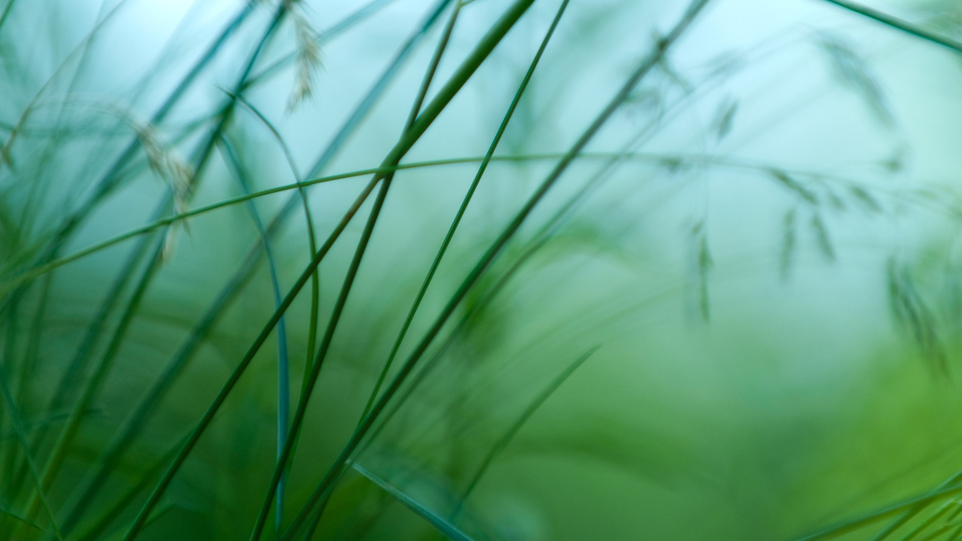 Baixar papel de parede para celular de Planta, Terra/natureza gratuito.