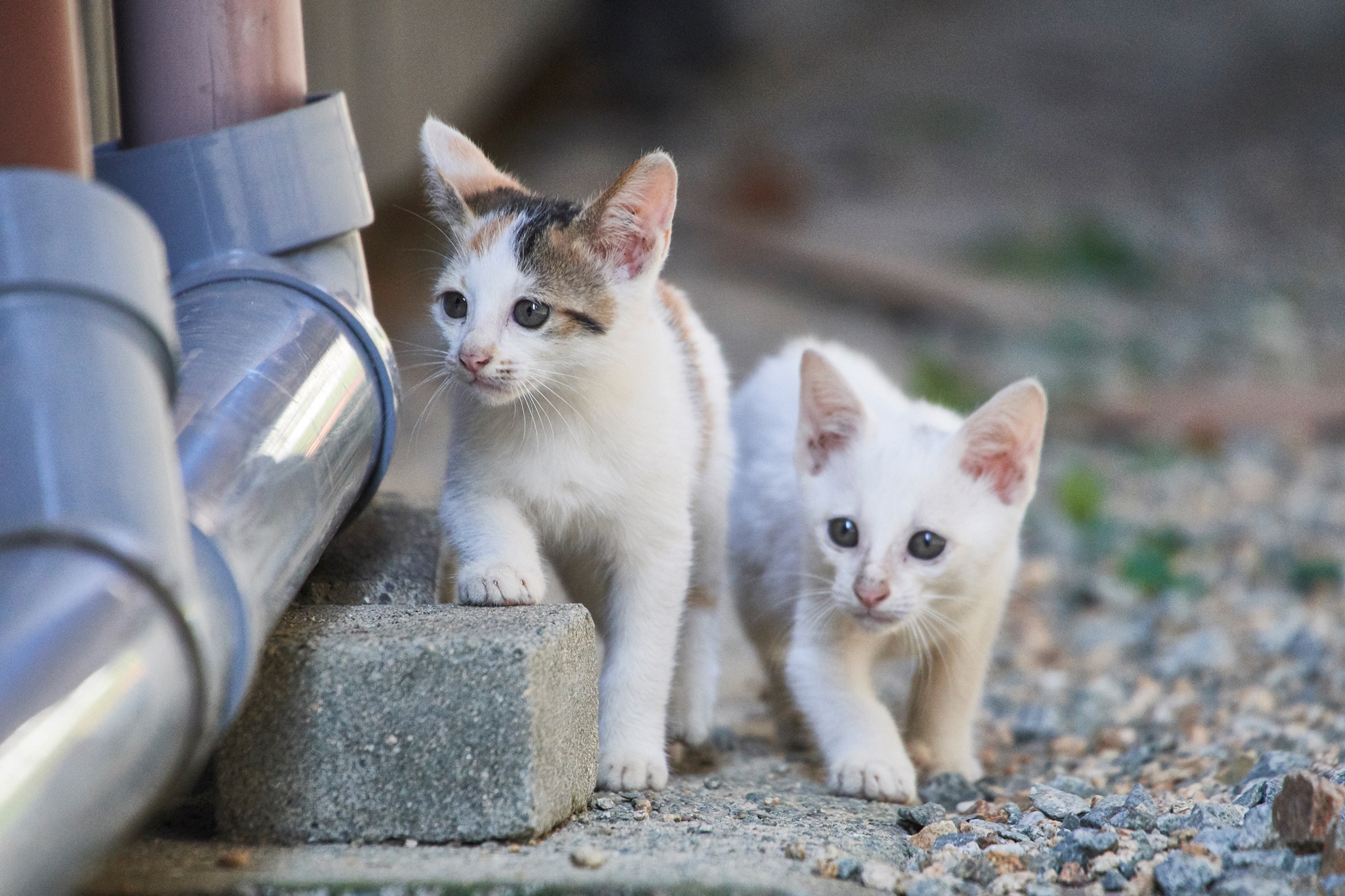 Téléchargez gratuitement l'image Chaton, Bébé Animal, Chat, Chats, Animaux sur le bureau de votre PC