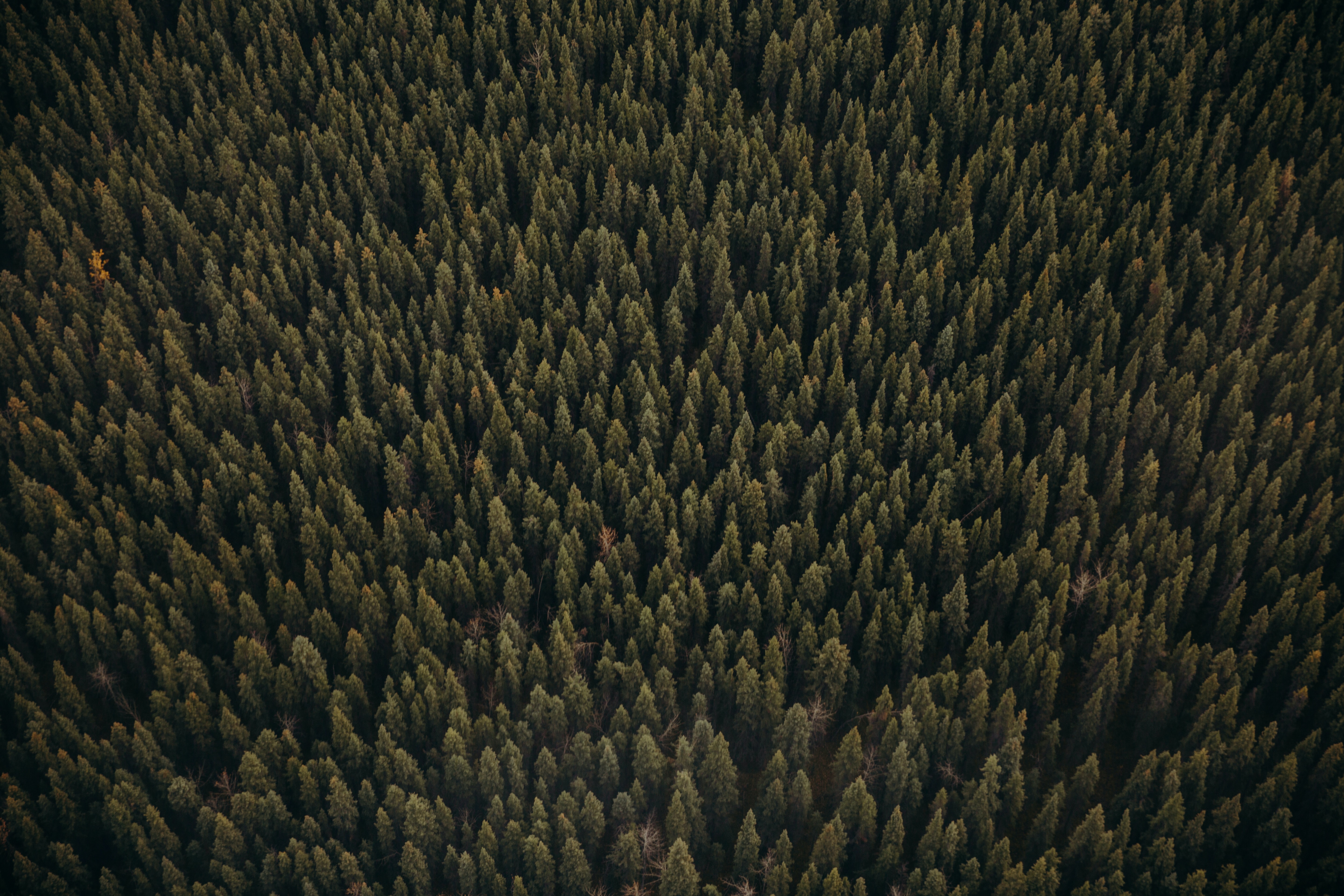 145803 descargar fondo de pantalla naturaleza, árboles, pino, verde, vista desde arriba, conífero, bosque: protectores de pantalla e imágenes gratis