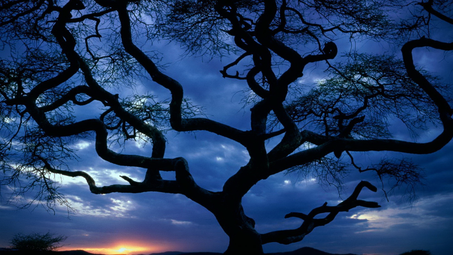 Free download wallpaper Tree, Earth on your PC desktop