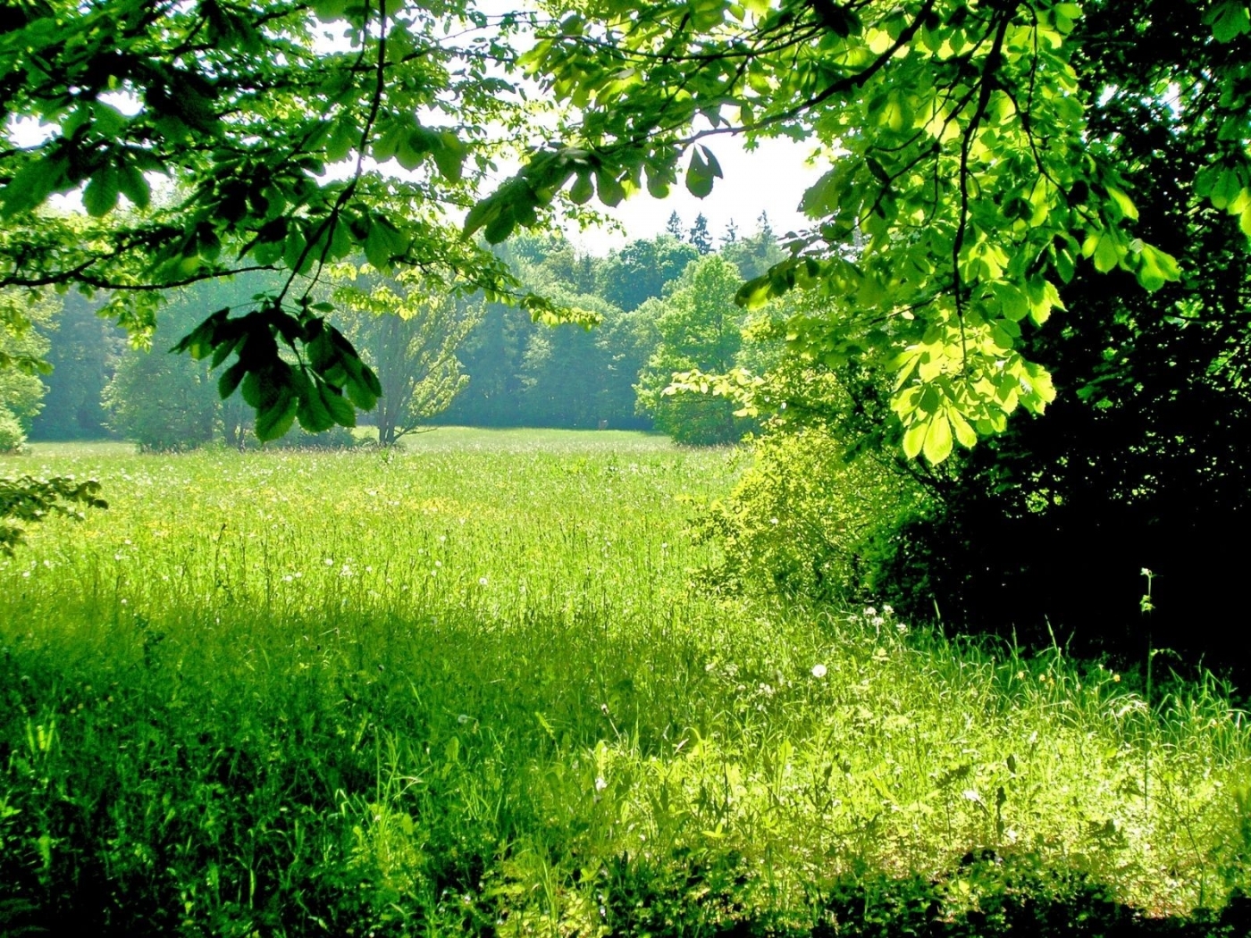 Laden Sie das Landschaft, Grass, Bäume, Pflanzen-Bild kostenlos auf Ihren PC-Desktop herunter