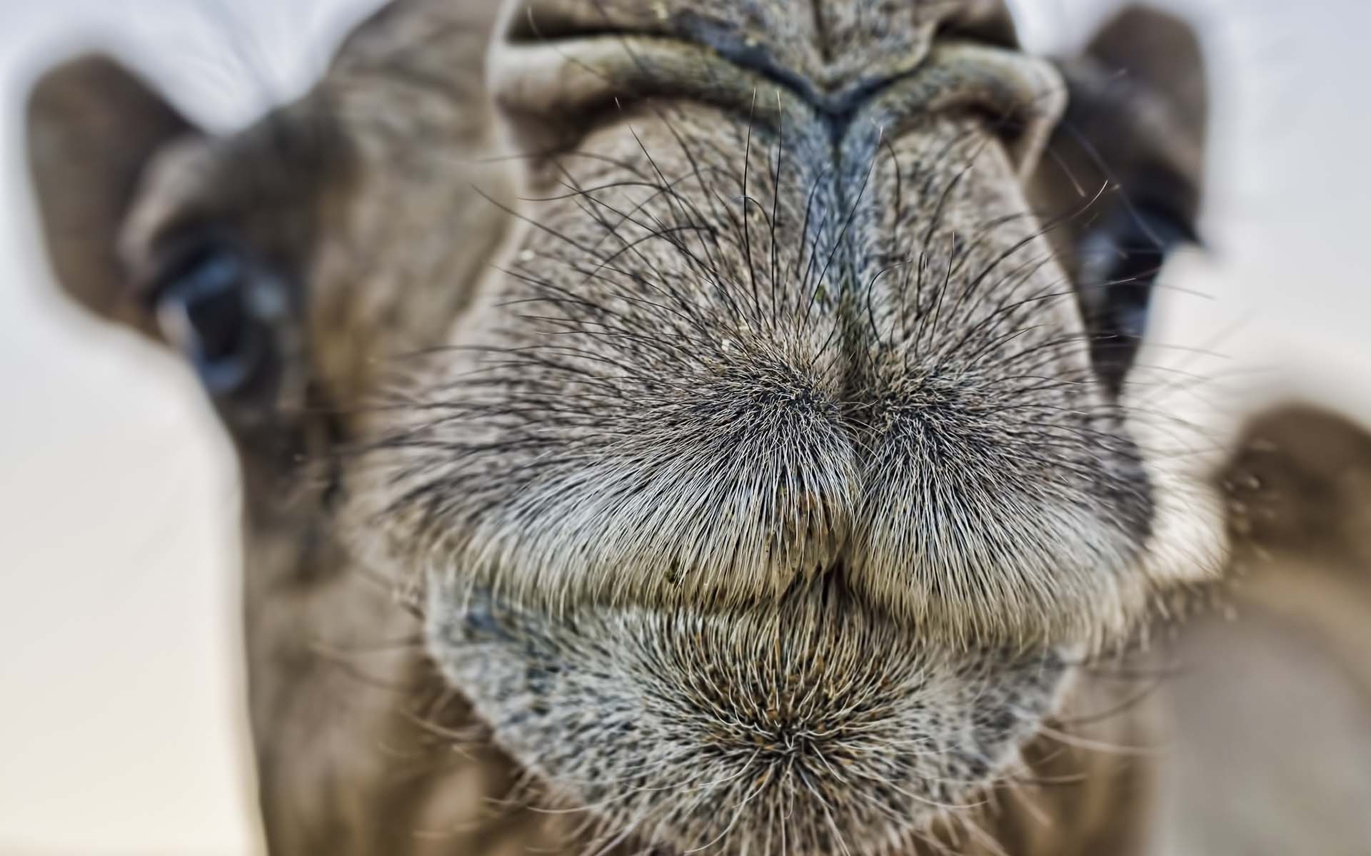 Descarga gratis la imagen Animales, Camello en el escritorio de tu PC