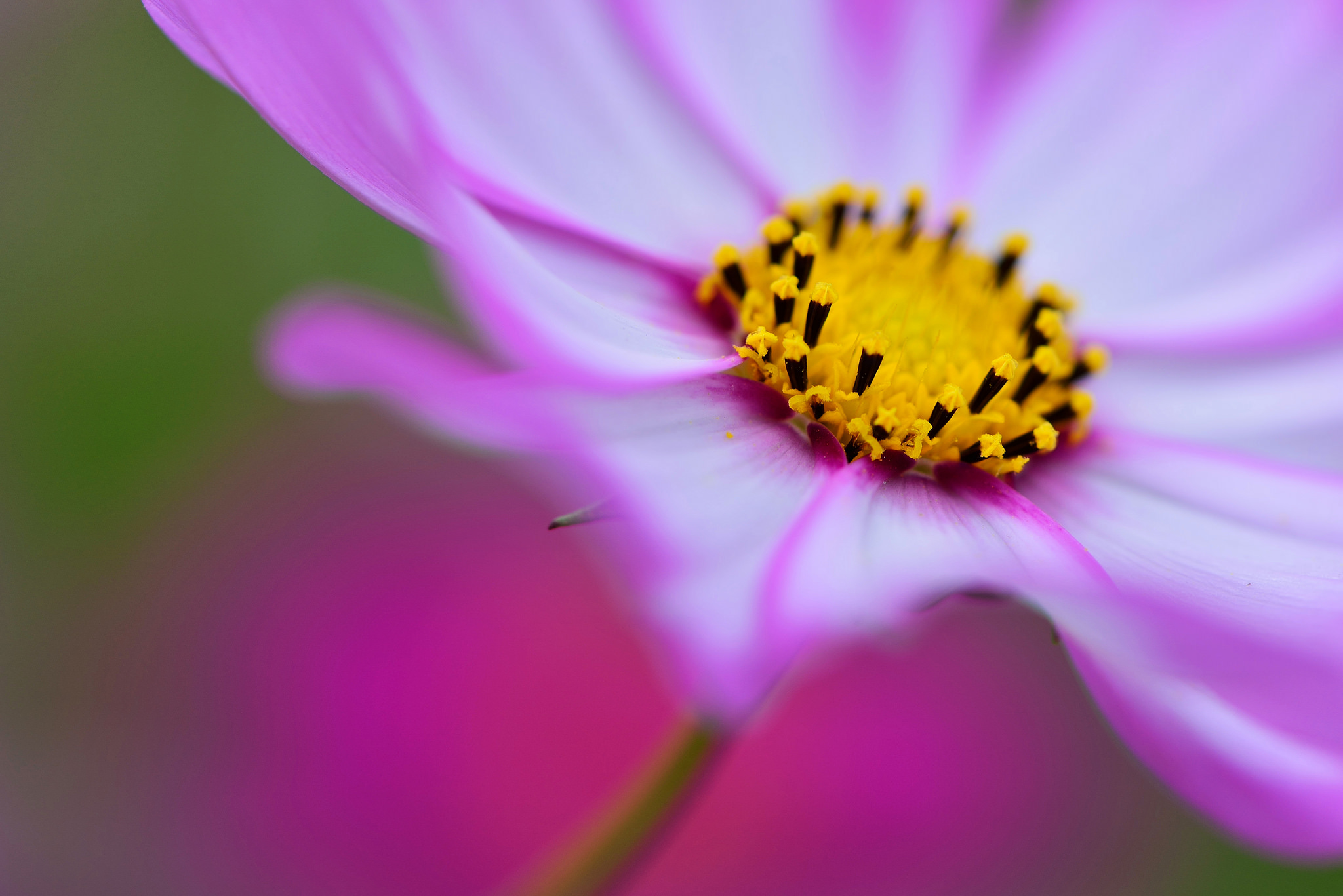 Descarga gratuita de fondo de pantalla para móvil de De Cerca, Flores, Flor, Tierra/naturaleza.