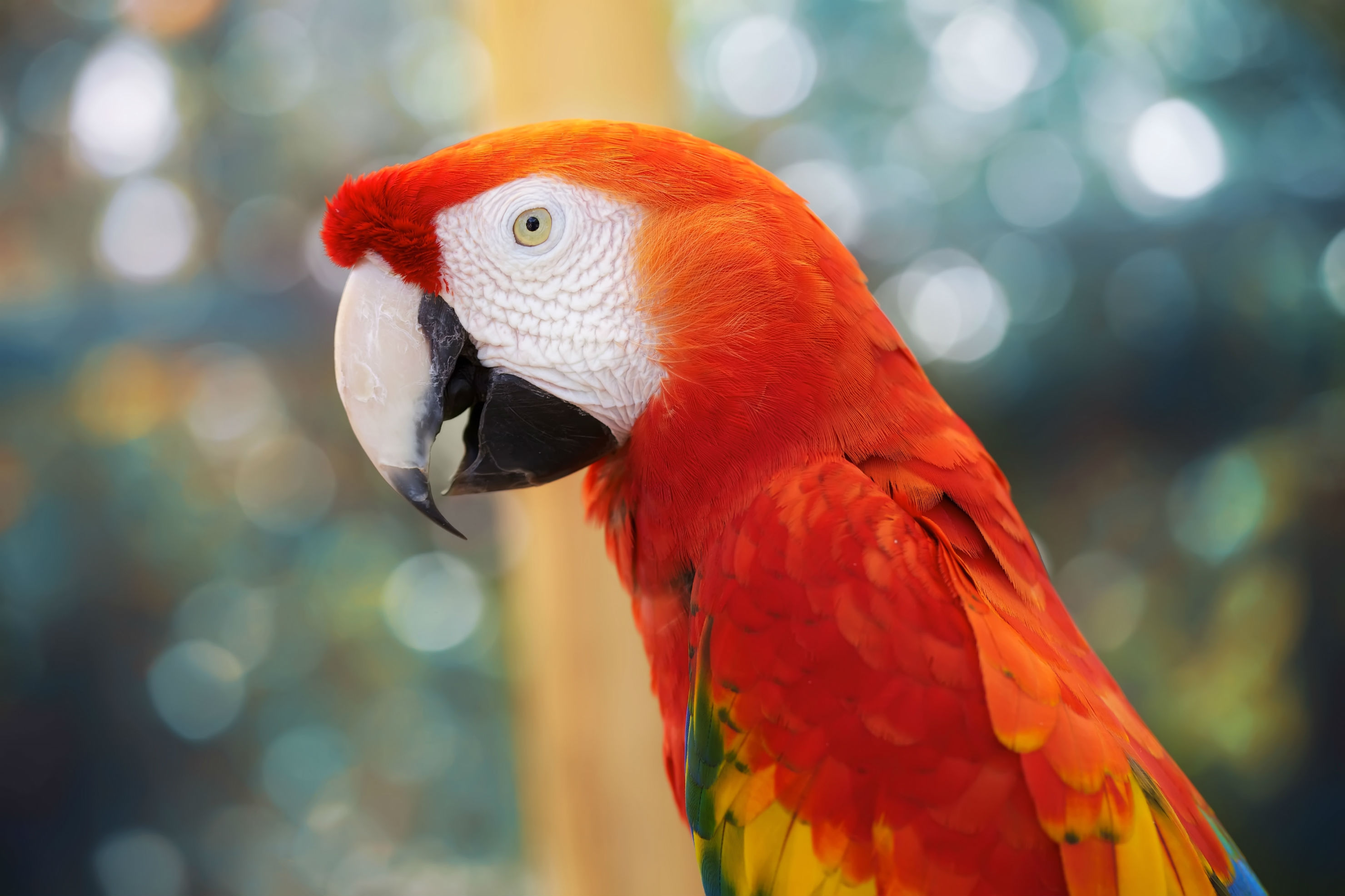 animal, scarlet macaw, bird, birds