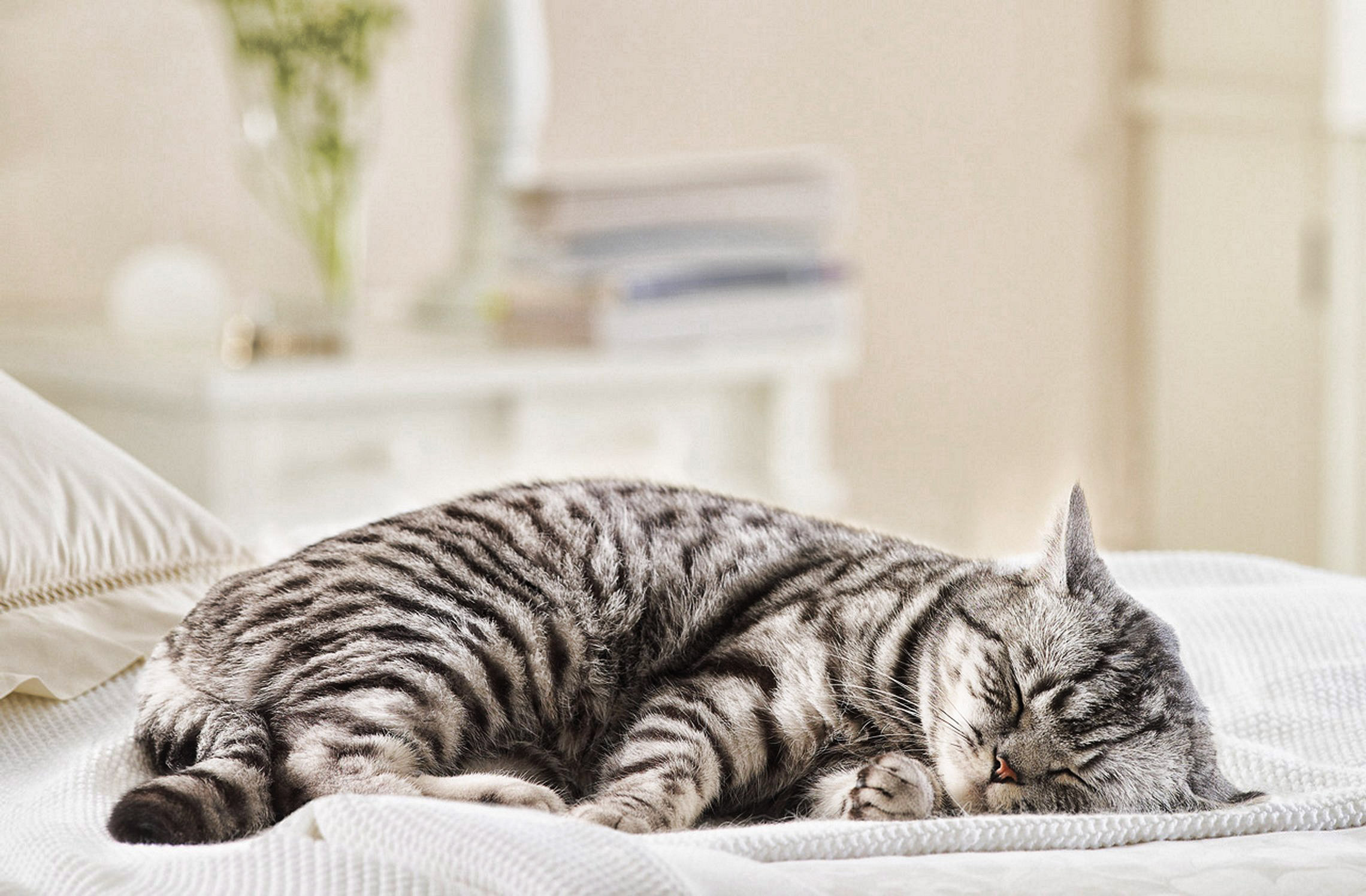 Baixar papel de parede para celular de Animais, Gato gratuito.