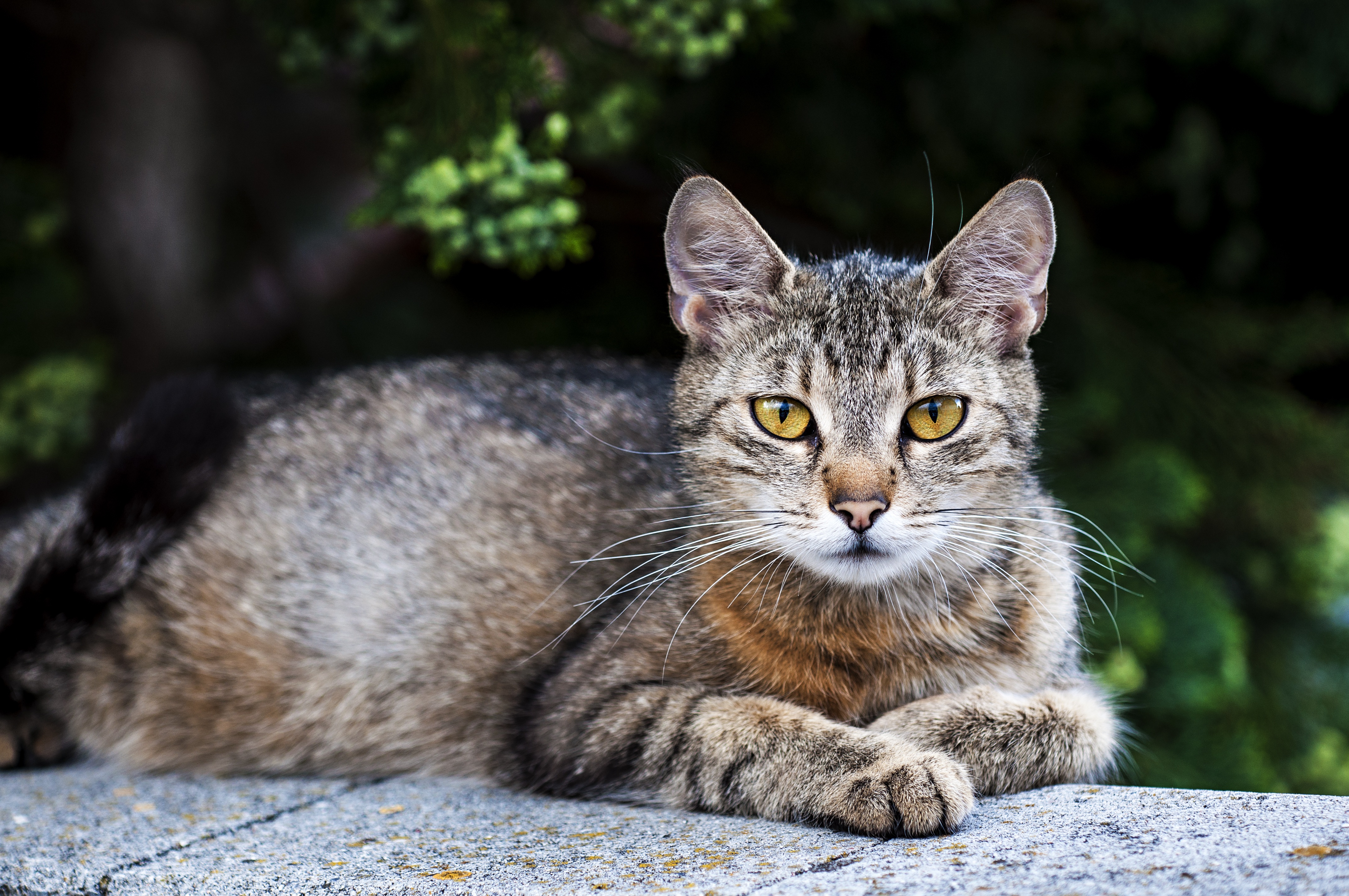 Descarga gratis la imagen Gato, Gatos, Animales en el escritorio de tu PC