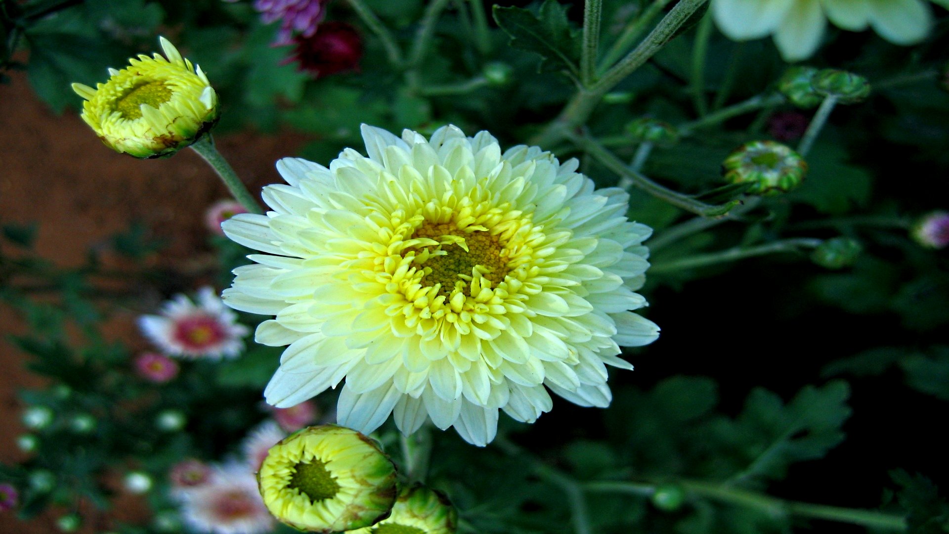 Baixar papel de parede para celular de Flores, Flor, Terra/natureza gratuito.