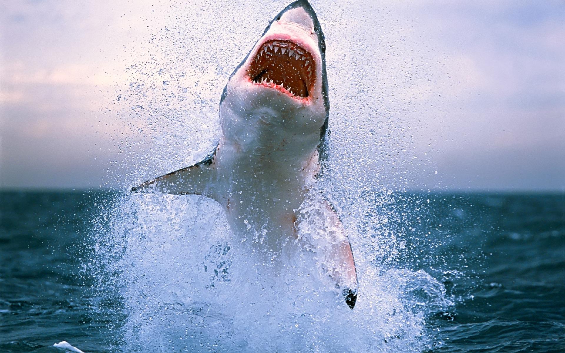 Free download wallpaper Animal, Shark on your PC desktop