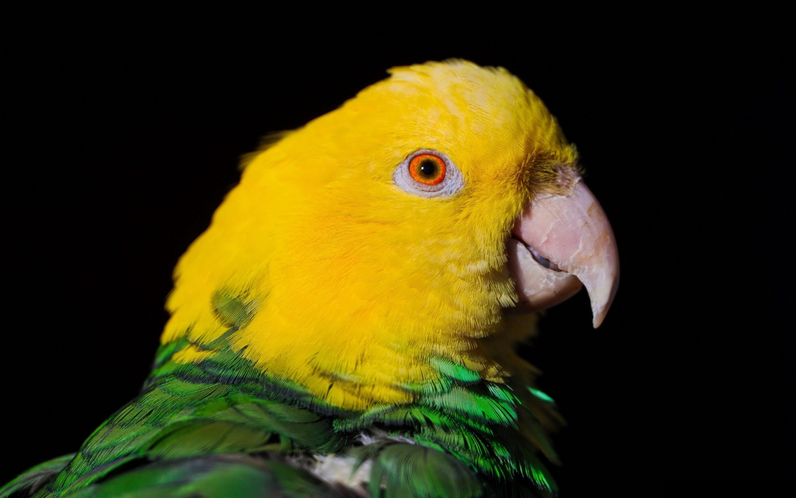 animals, parrots, dark, beak, color Image for desktop