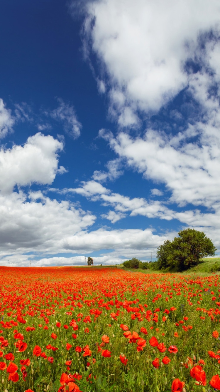 1133946 Salvapantallas y fondos de pantalla Flores en tu teléfono. Descarga imágenes de  gratis