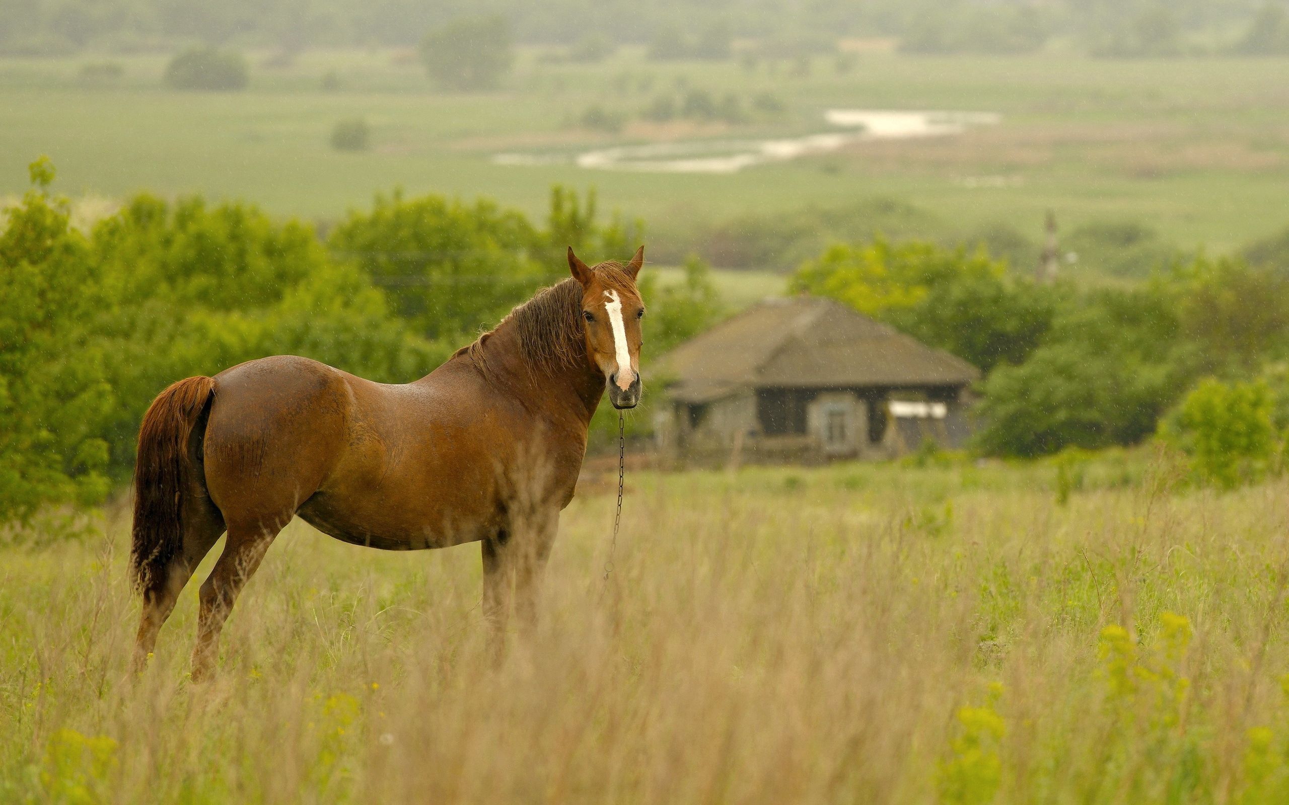 Free download wallpaper Grass, Animals, Field, Meadow, Horse on your PC desktop