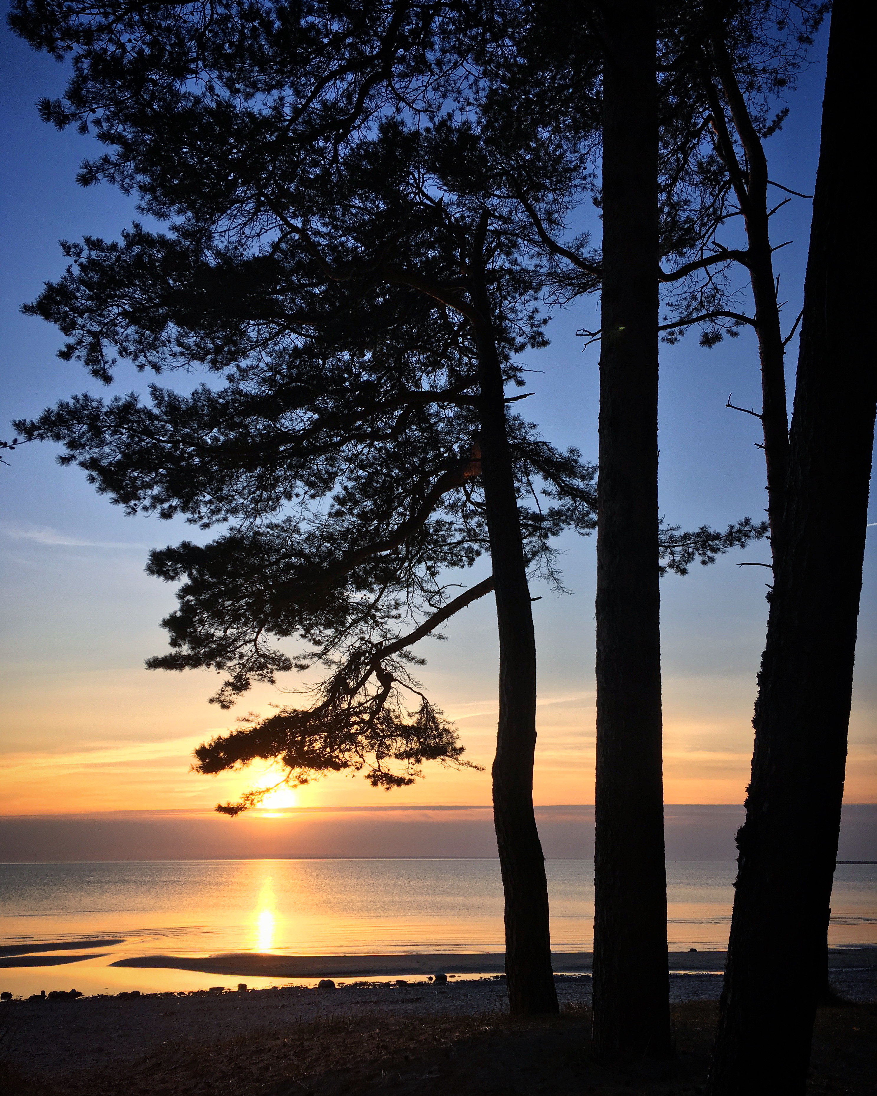 Free download wallpaper Pine, Coast, Nature, Water, Sun, Glare on your PC desktop
