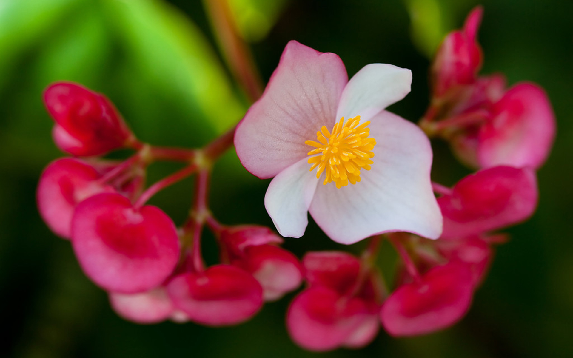 Descarga gratuita de fondo de pantalla para móvil de Flores, Flor, Tierra/naturaleza.