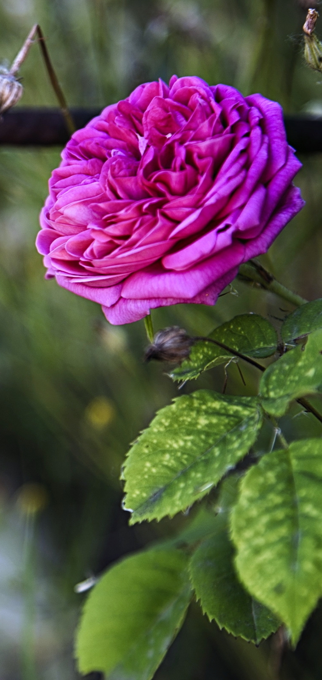 Скачати мобільні шпалери Роза, Земля, Весна, Рожева Троянда, Флауерзи безкоштовно.