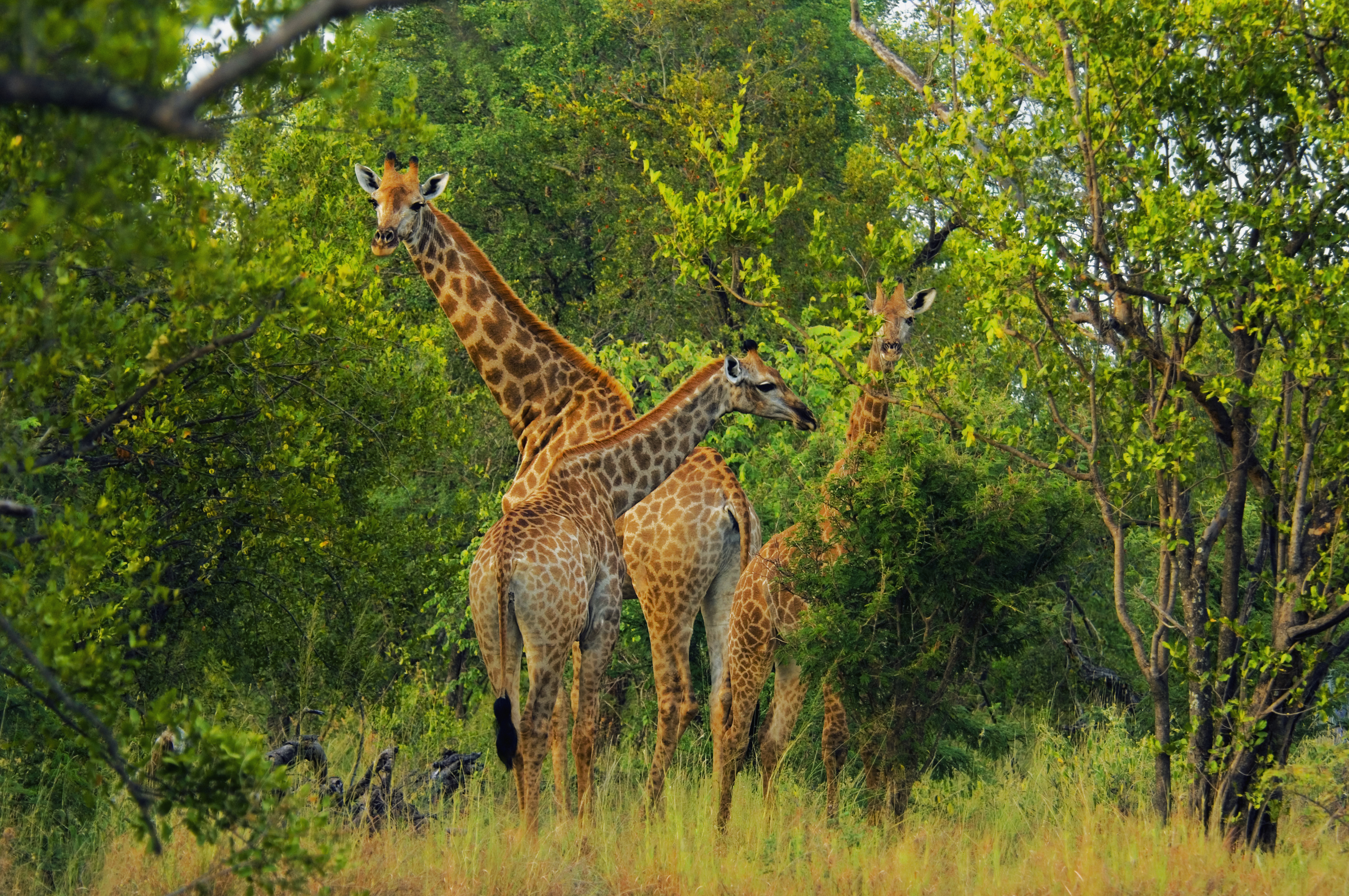 Download mobile wallpaper Forest, Tree, Animal, Giraffe for free.