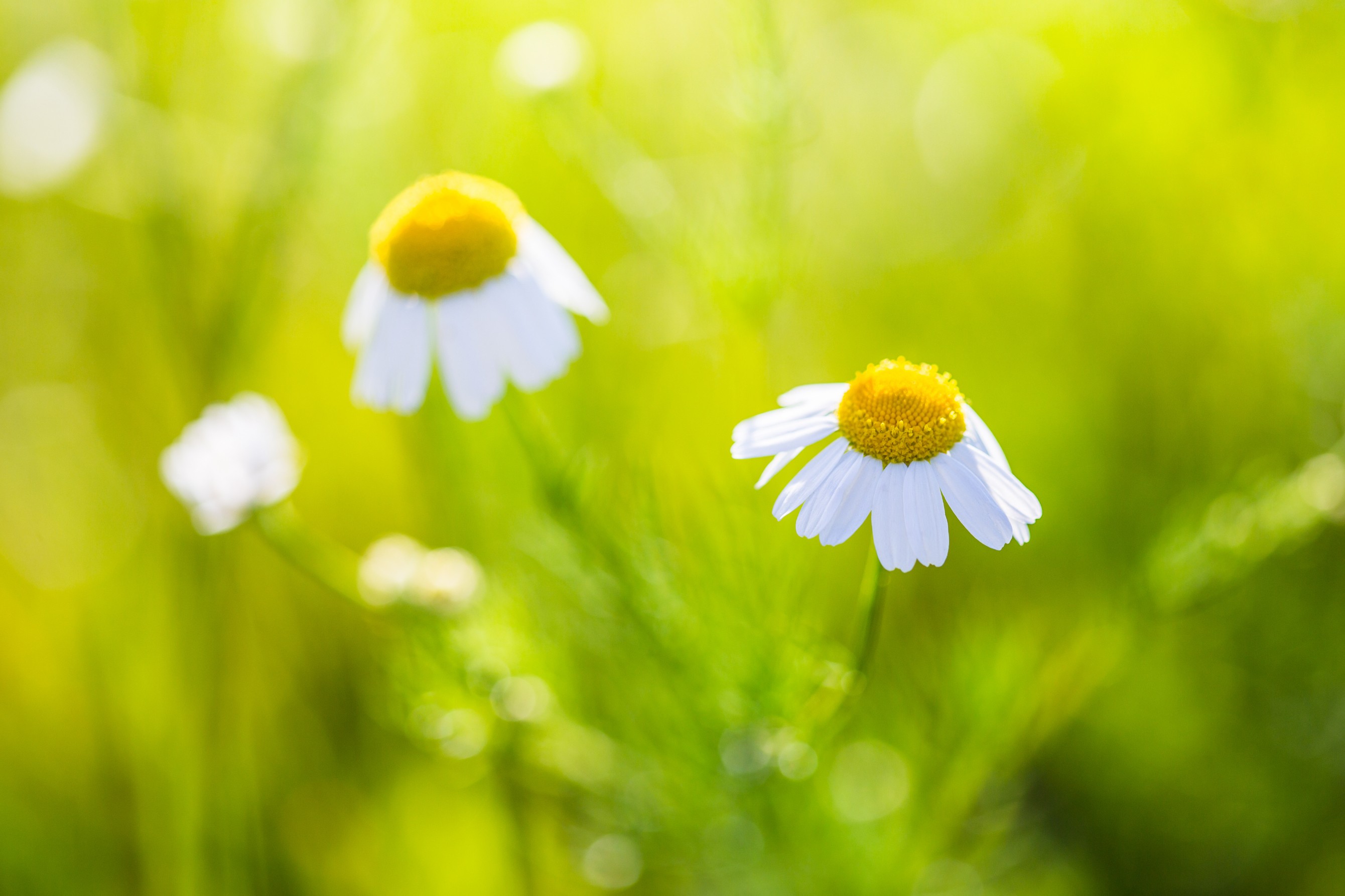 Laden Sie das Natur, Blumen, Kamille, Blume, Bokeh, Weiße Blume, Erde/natur-Bild kostenlos auf Ihren PC-Desktop herunter