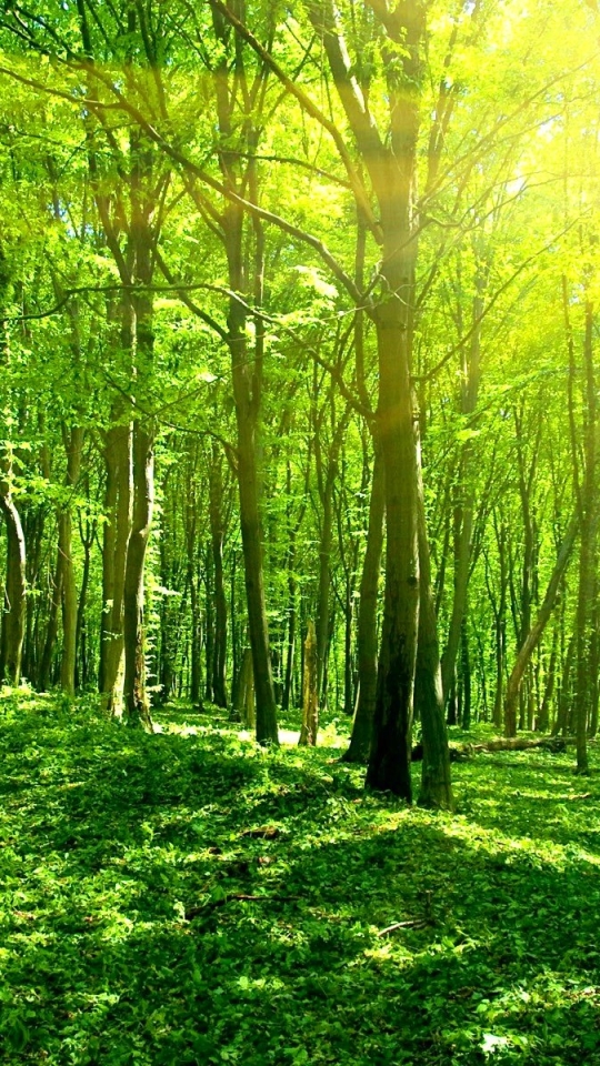 Download mobile wallpaper Forest, Tree, Earth for free.