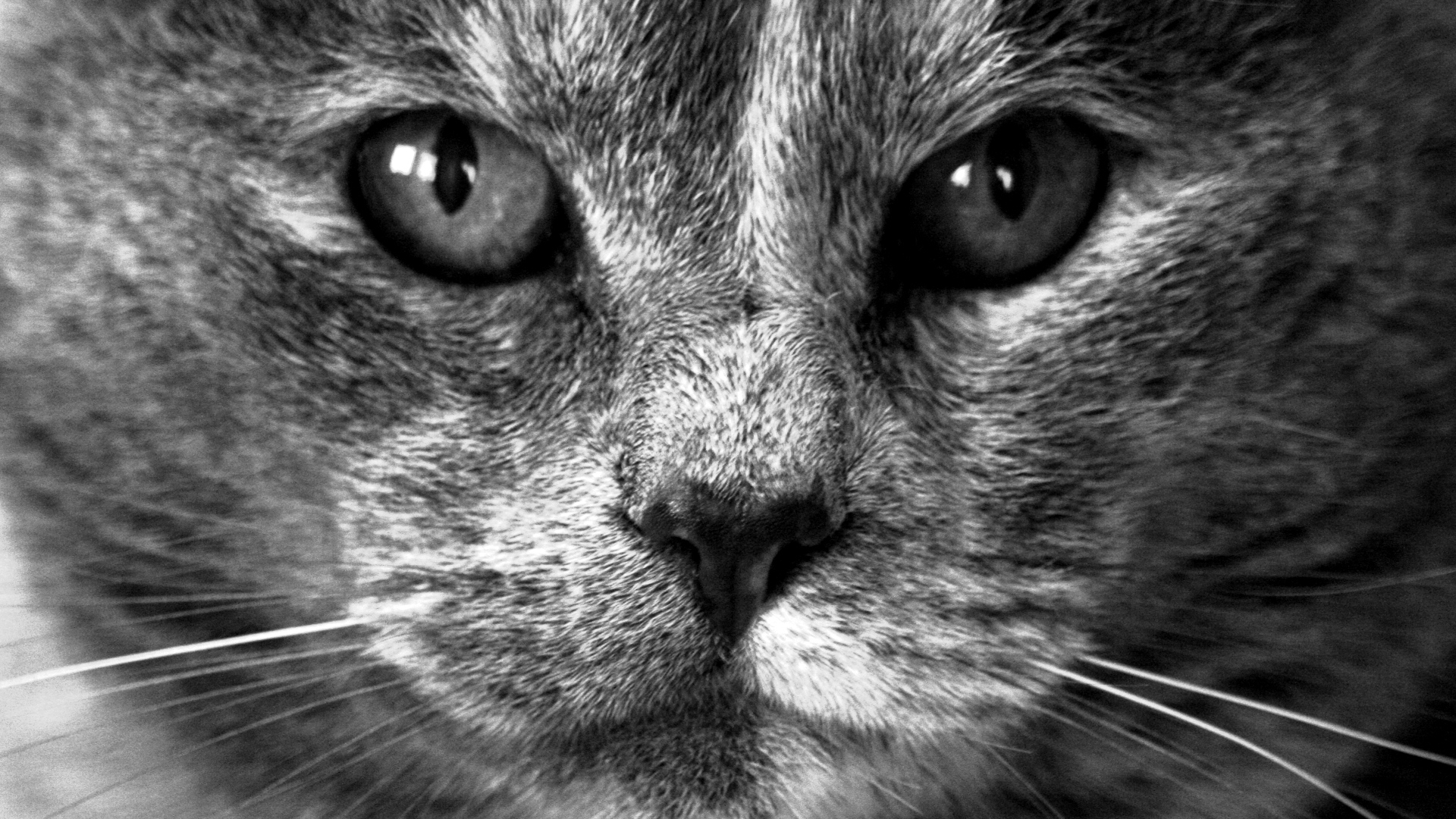 Free download wallpaper Cat, Cats, Animal on your PC desktop