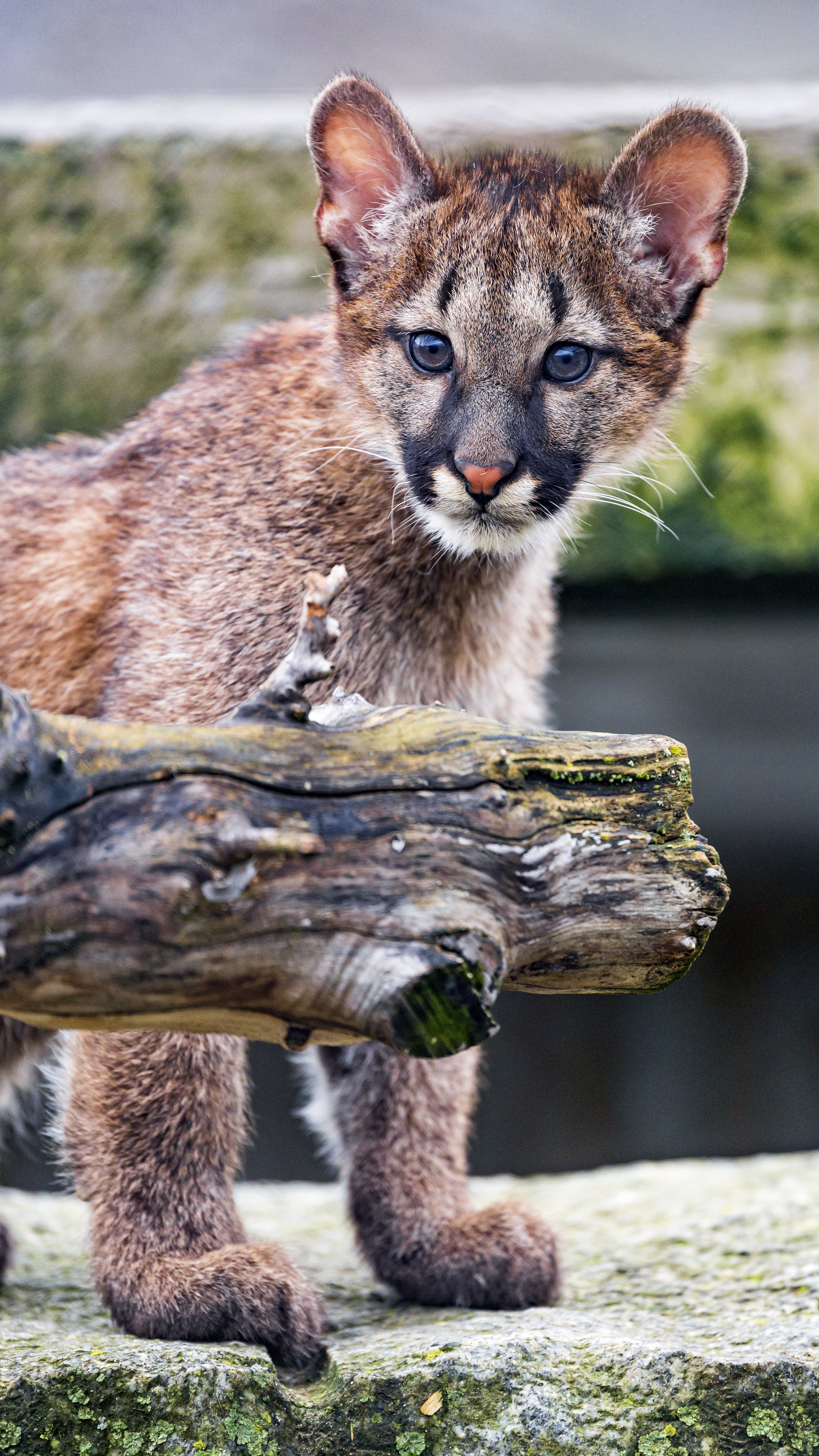 animals, puma, young, sight, opinion, nice, sweetheart, joey cellphone