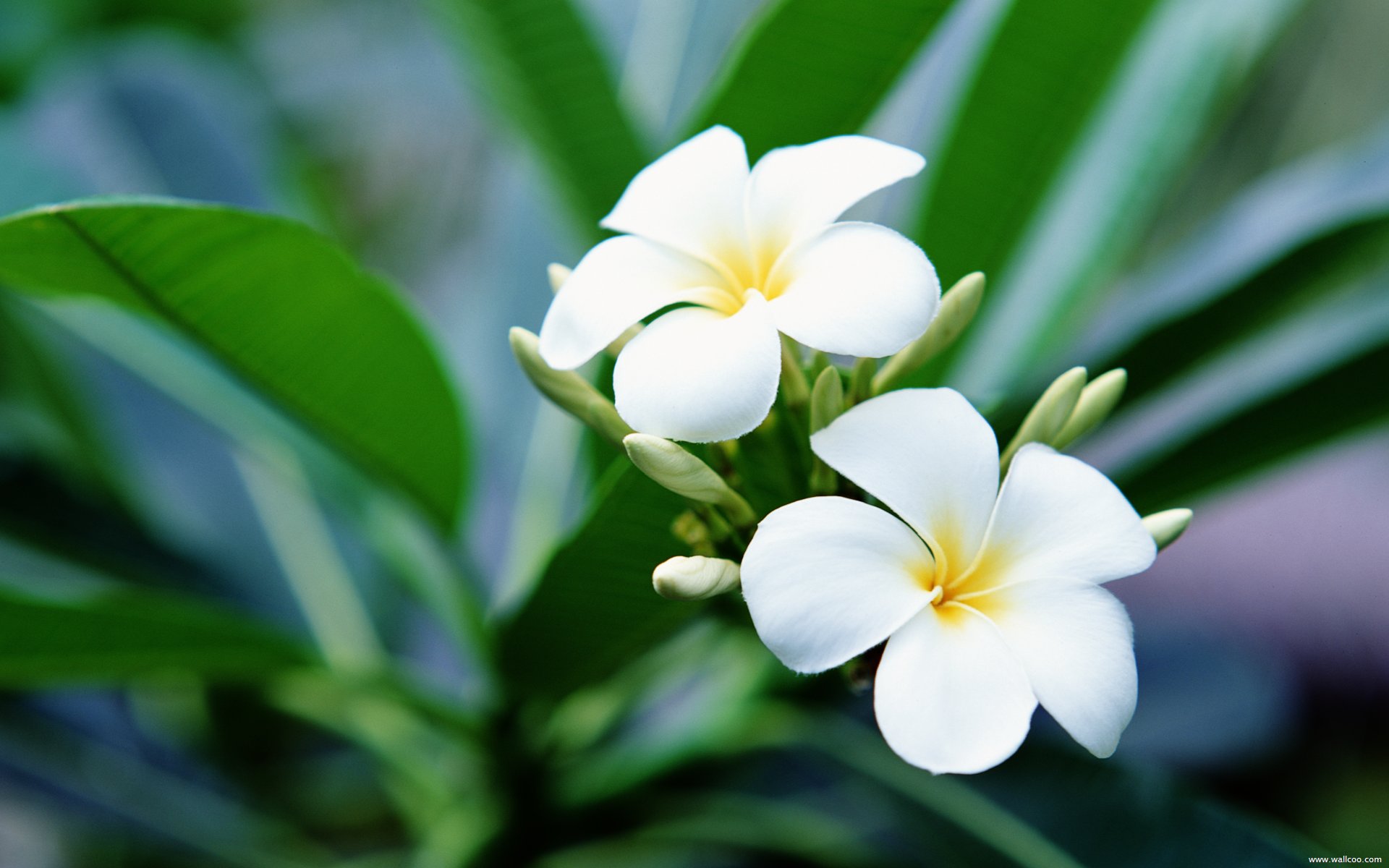 299198 descargar fondo de pantalla tierra/naturaleza, frangipani, flores: protectores de pantalla e imágenes gratis