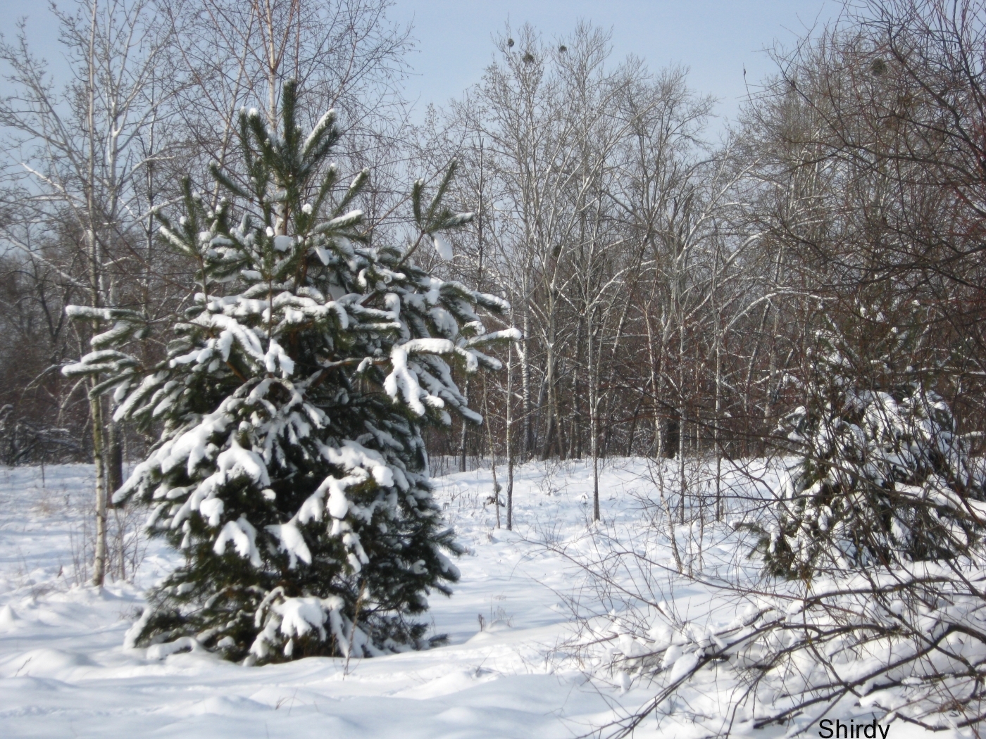 24023 Bild herunterladen landschaft, winter, schnee, tannenbaum, grau - Hintergrundbilder und Bildschirmschoner kostenlos