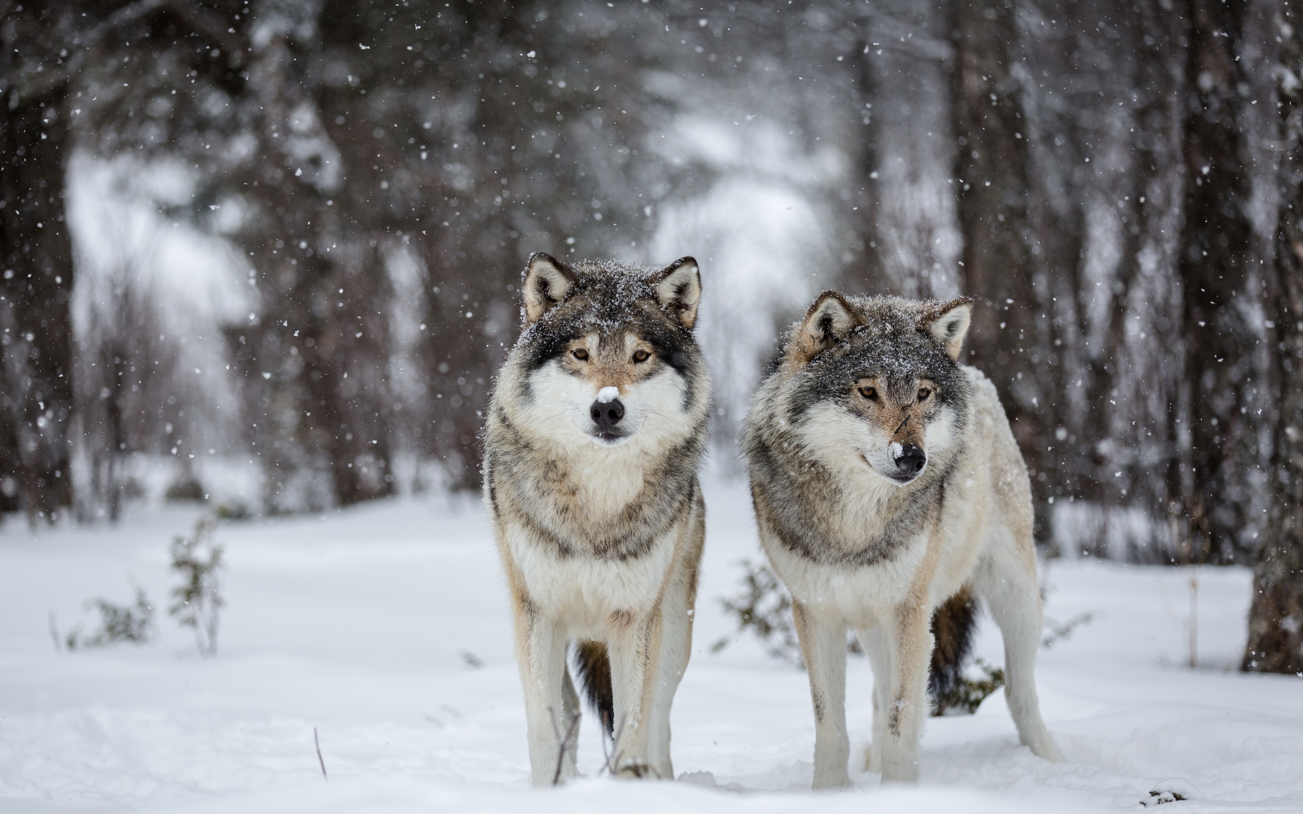 Download mobile wallpaper Winter, Snow, Forest, Wolf, Animal, Snowfall, Wolves for free.