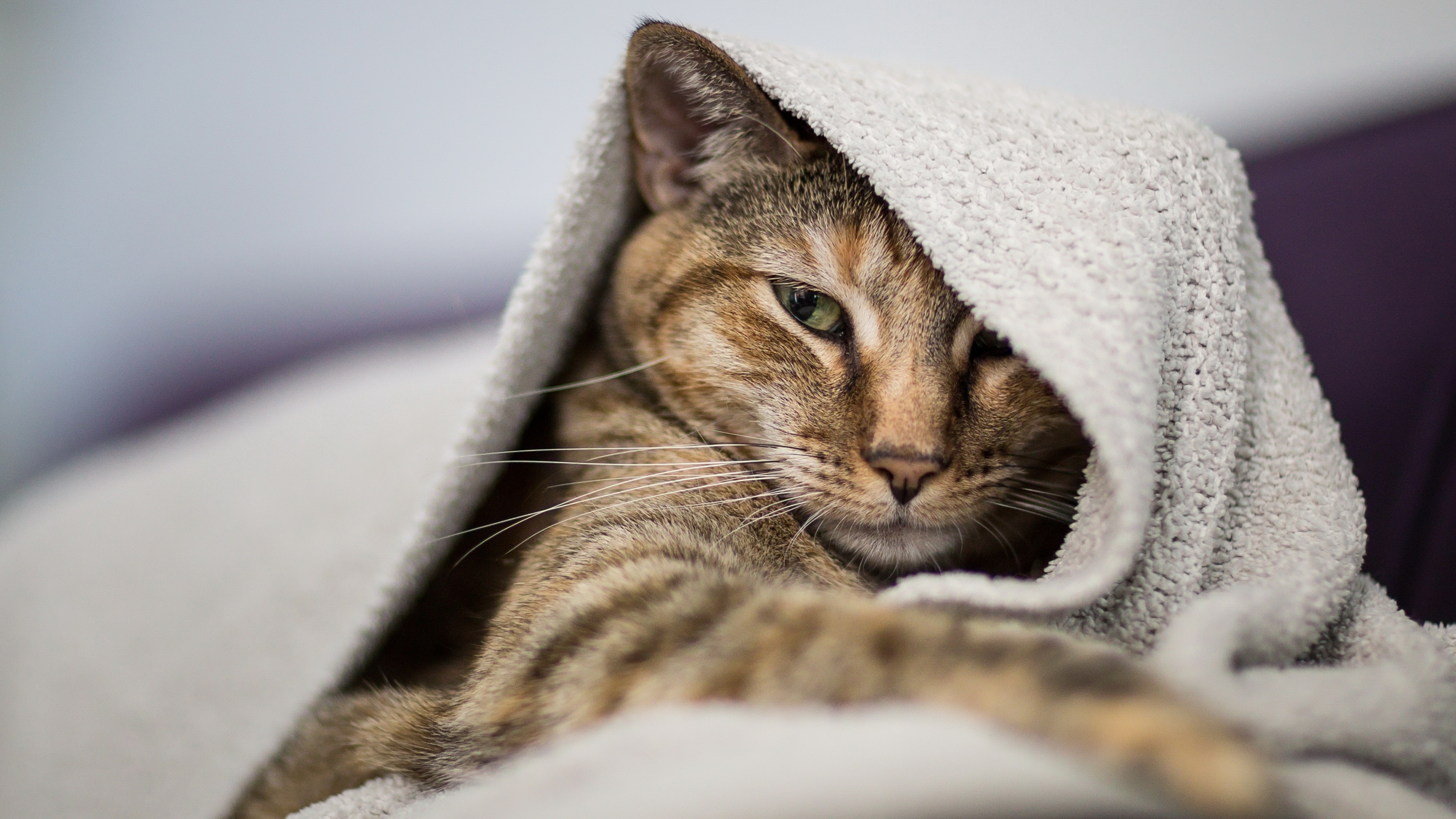 Baixe gratuitamente a imagem Animais, Gatos, Gato na área de trabalho do seu PC