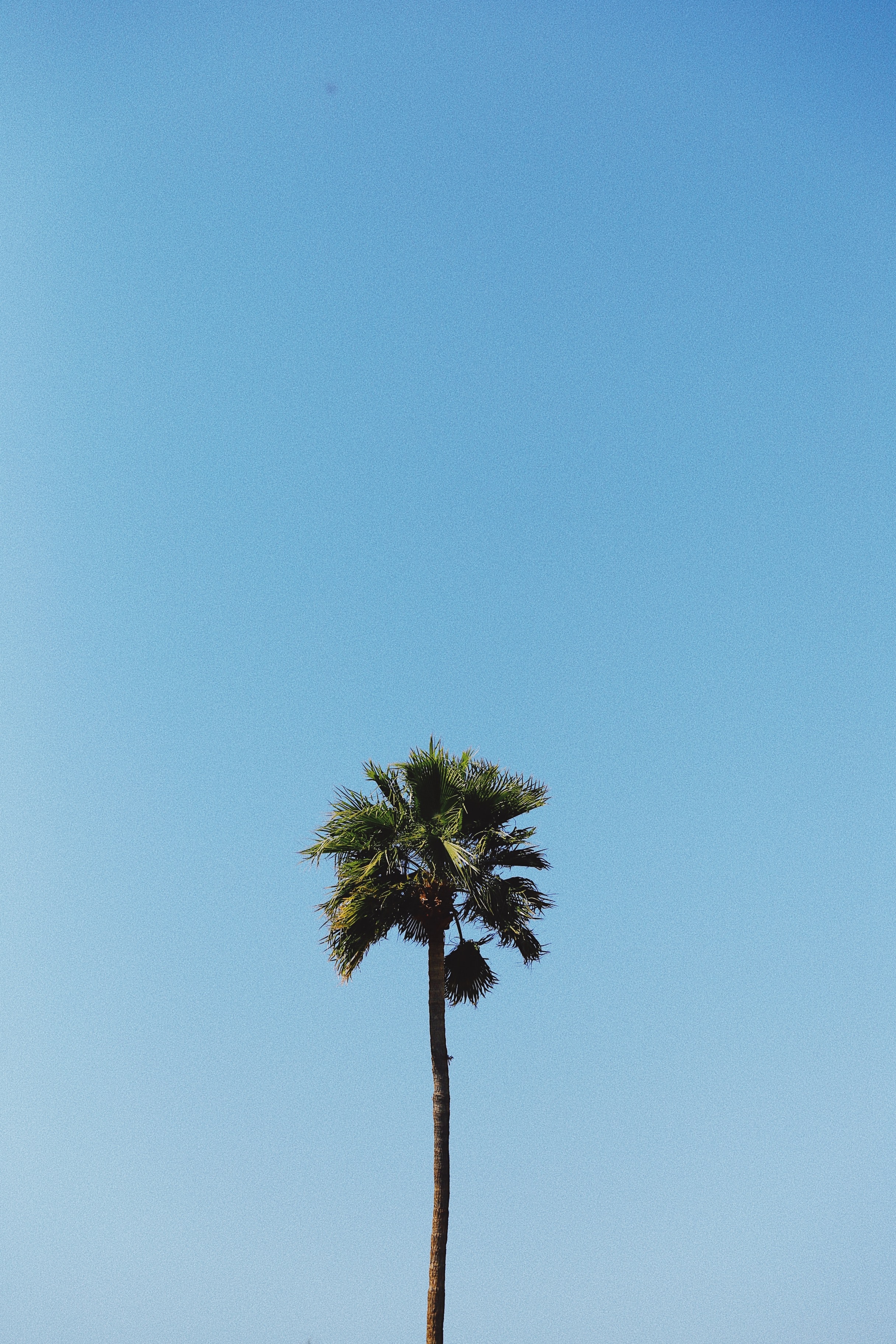 Download mobile wallpaper Wood, Tree, Palm, Minimalism for free.