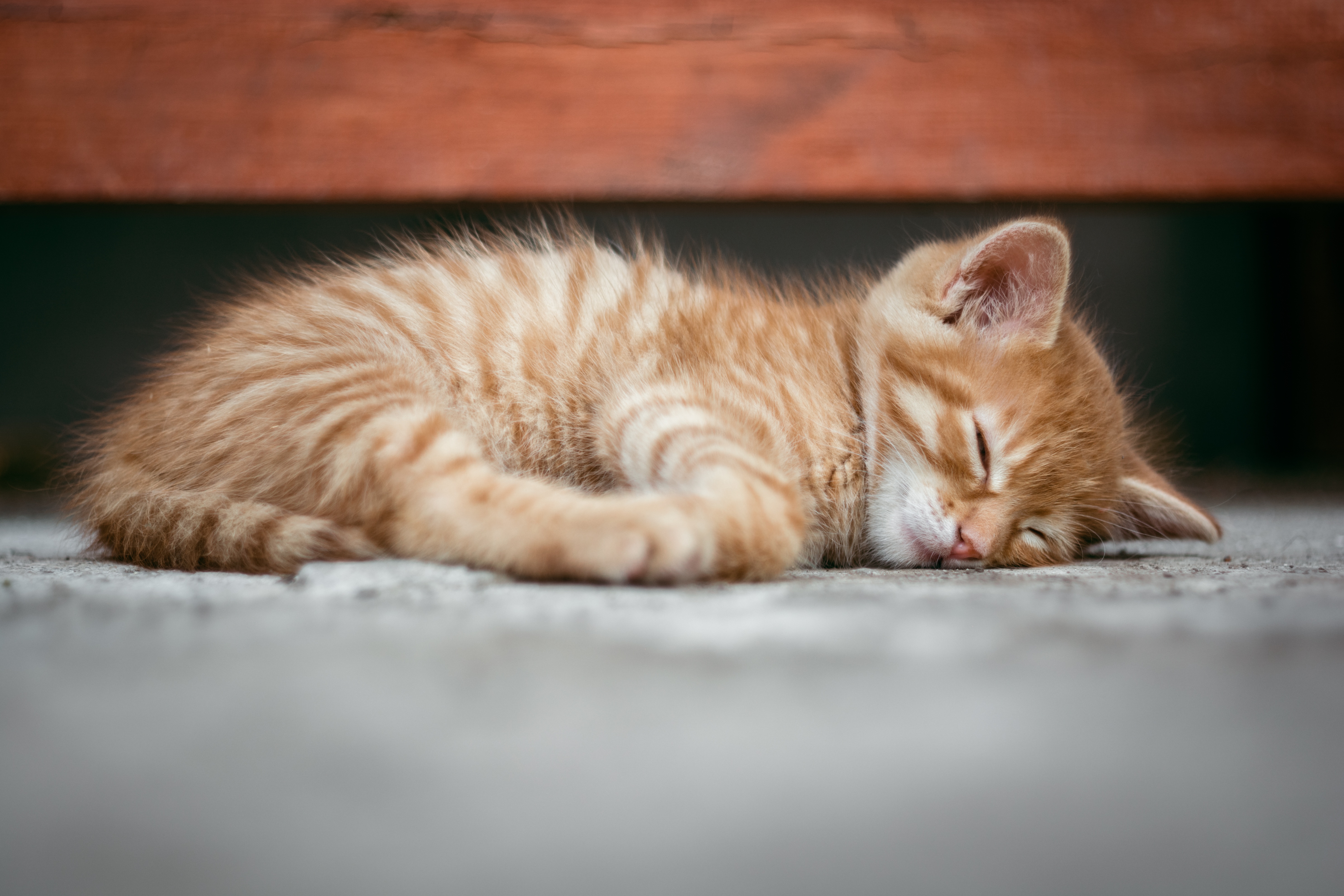 Download mobile wallpaper Cats, Cat, Kitten, Animal, Sleeping, Baby Animal for free.