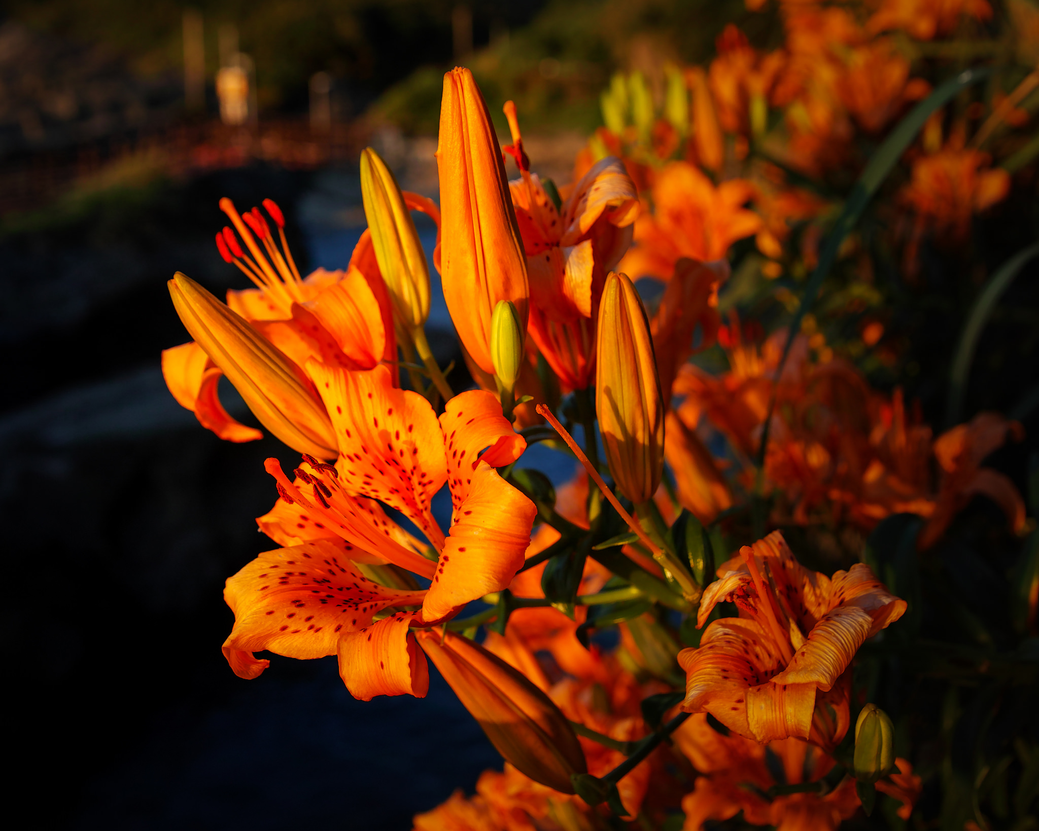 Laden Sie das Blumen, Blume, Lilie, Sonnenlicht, Sonnenuntergang, Erde/natur, Orangene Blume, Tiefenschärfe-Bild kostenlos auf Ihren PC-Desktop herunter