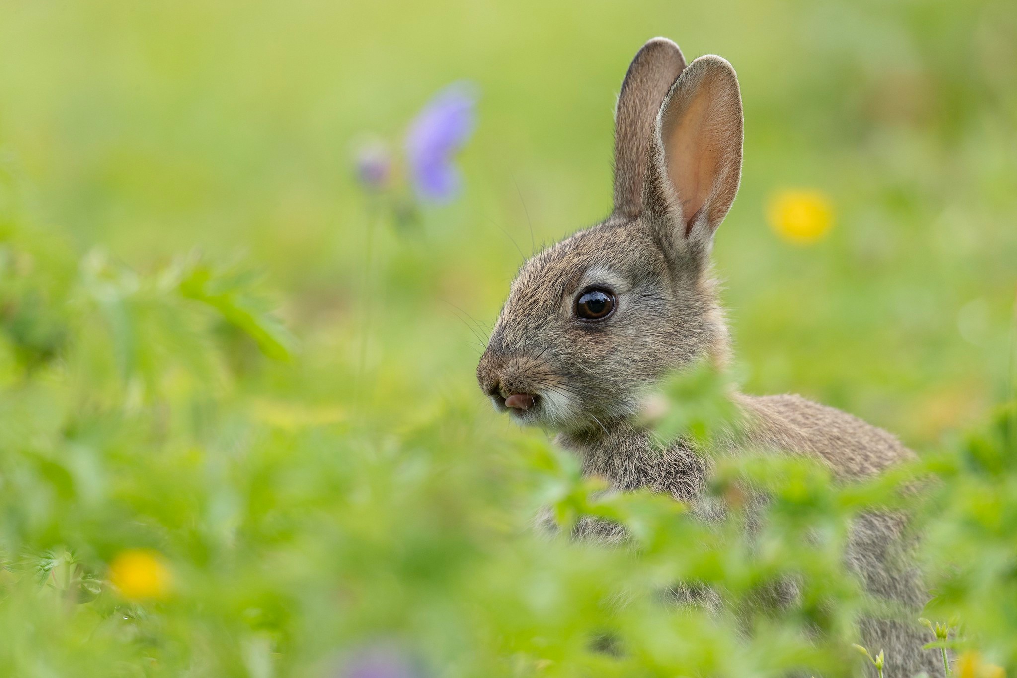 Laden Sie das Tiere, Hase-Bild kostenlos auf Ihren PC-Desktop herunter