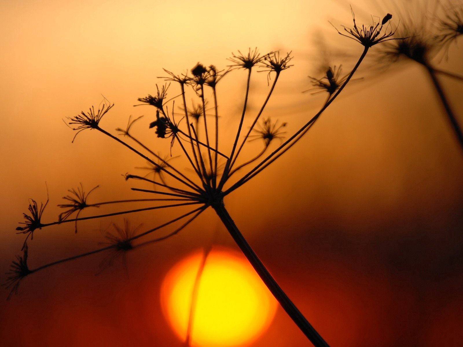 shine, sunset, plant, macro, light, bright, shadow, withered, dried up 1080p