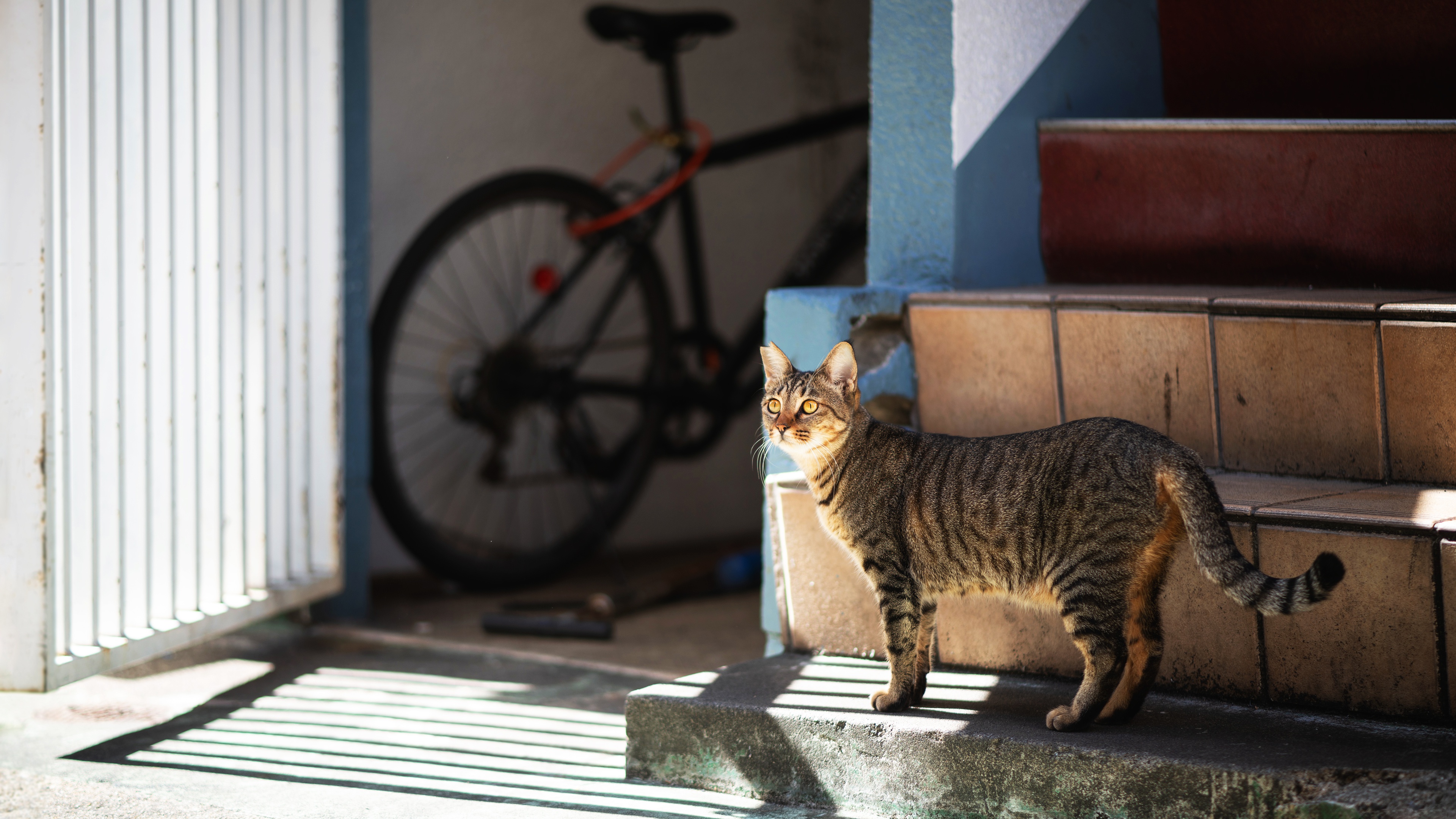 Descarga gratuita de fondo de pantalla para móvil de Gato, Gatos, Animales.