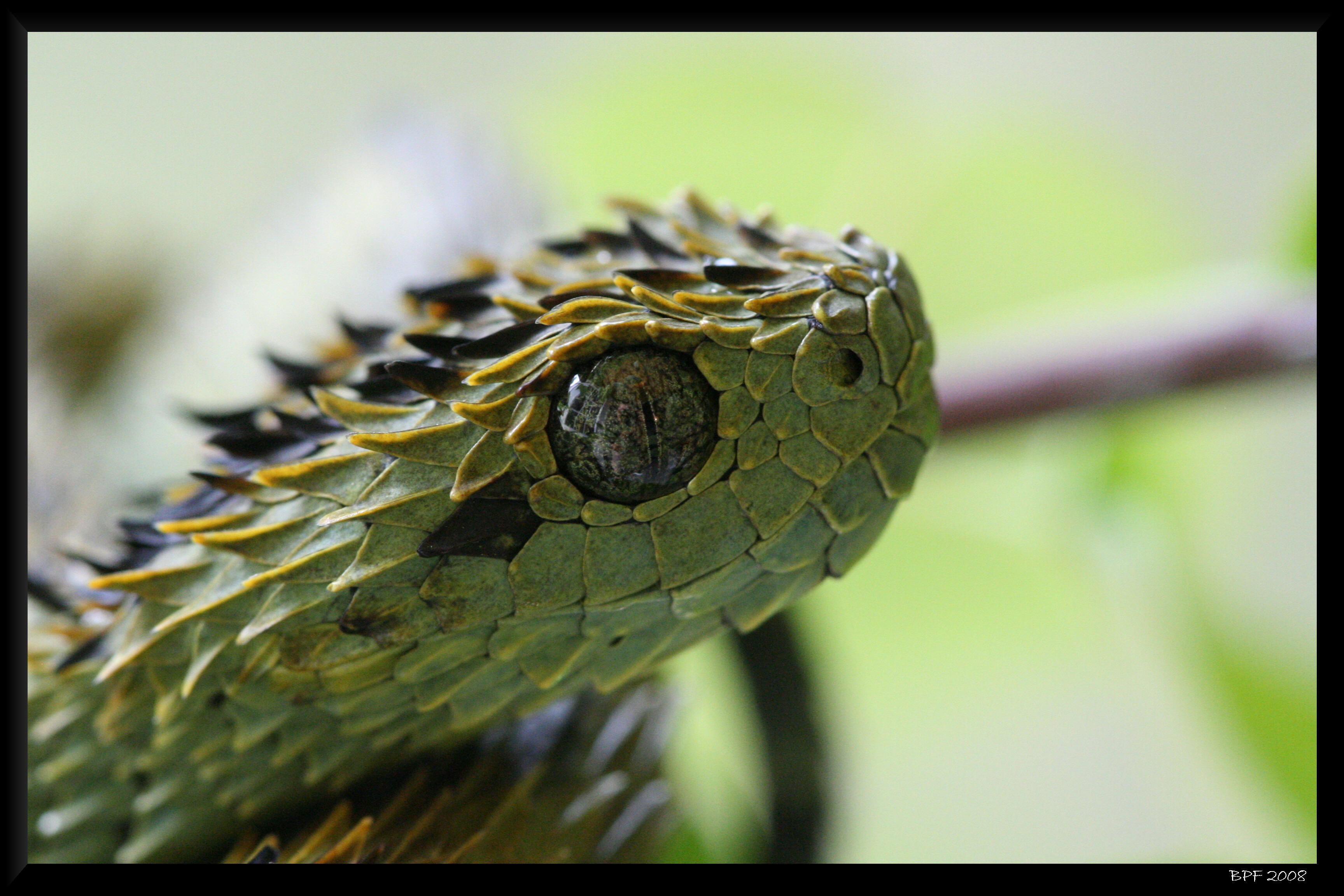 Descarga gratuita de fondo de pantalla para móvil de Víbora Espinosa, Víbora, Reptiles, Animales.