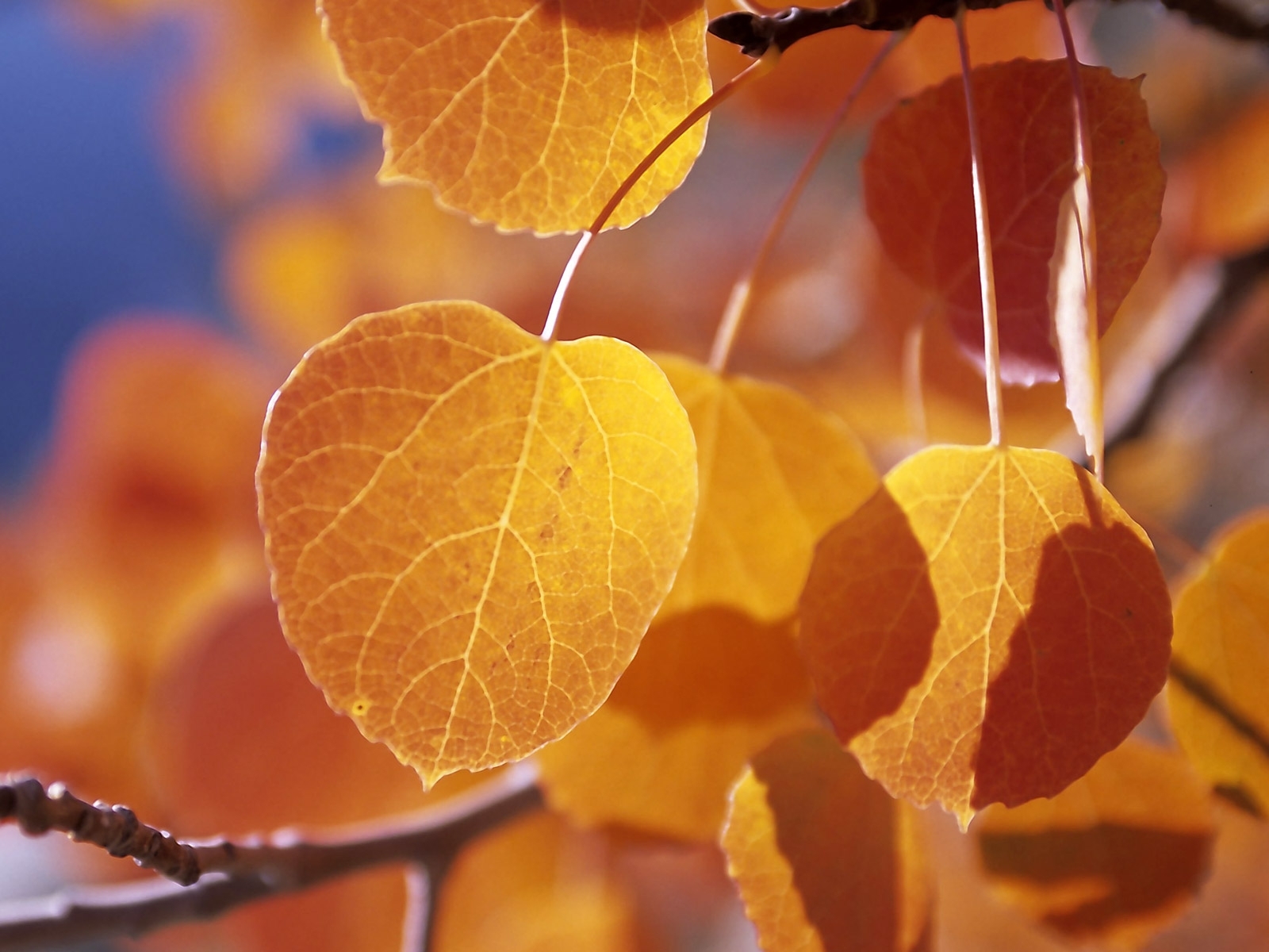 Скачать обои бесплатно Деревья, Листья, Растения, Осень картинка на рабочий стол ПК