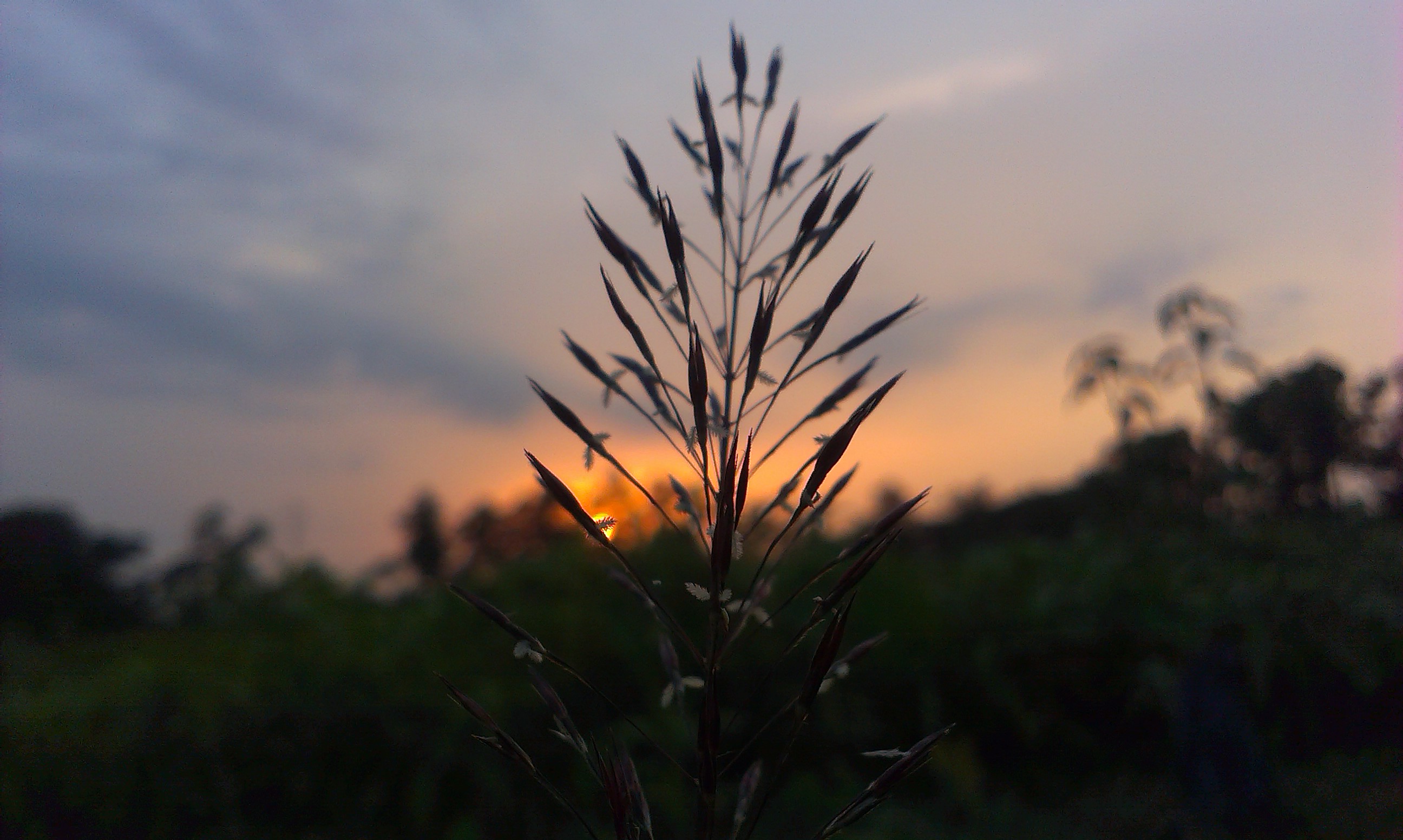 Handy-Wallpaper Gras, Sonnenuntergang, Erde/natur kostenlos herunterladen.