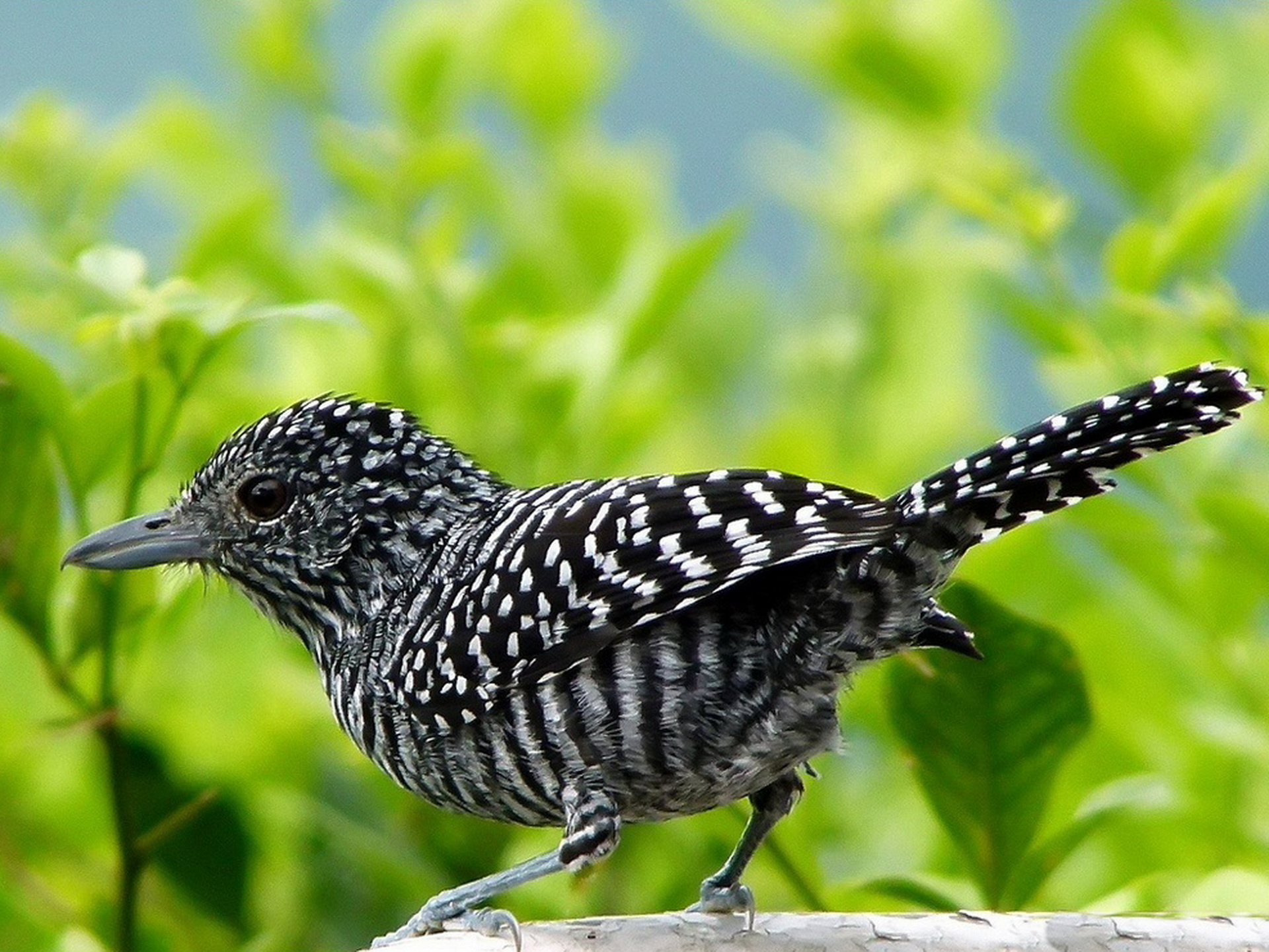 Melhores papéis de parede de Picanço Com Crista De Barra para tela do telefone