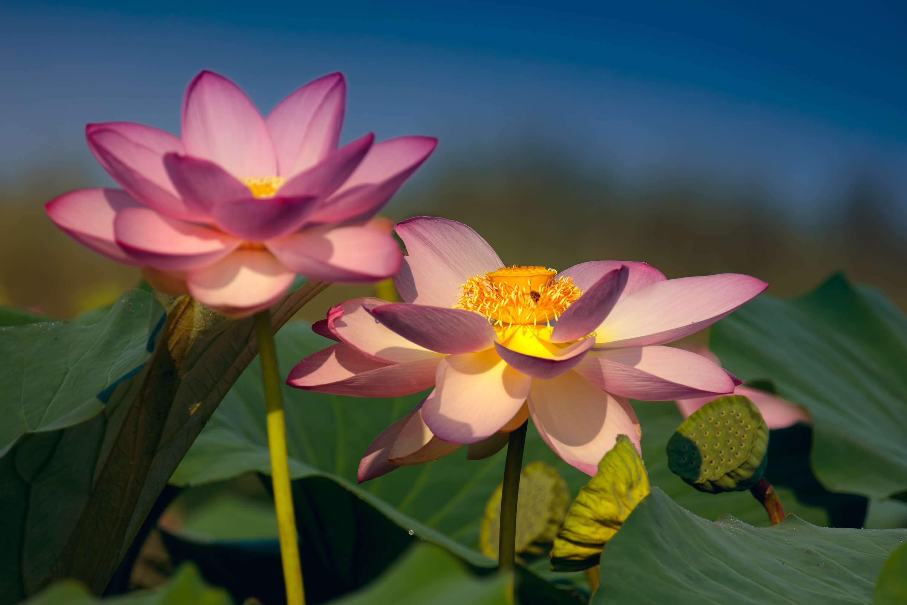 Laden Sie das Natur, Blumen, Lotus, Blume, Nahansicht, Erde/natur, Pinke Blume-Bild kostenlos auf Ihren PC-Desktop herunter